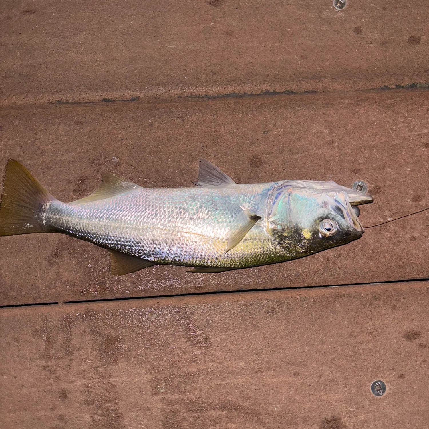 The most recent Queenfish catches on Fishbrain