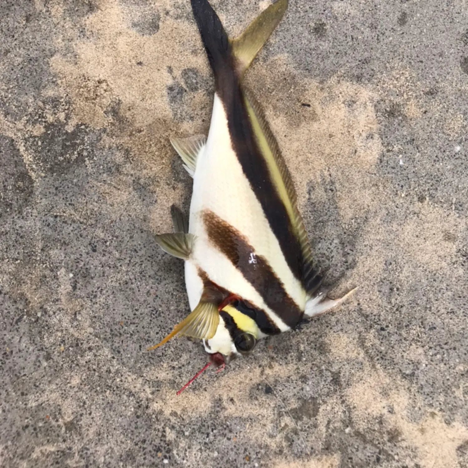 most liked catch image