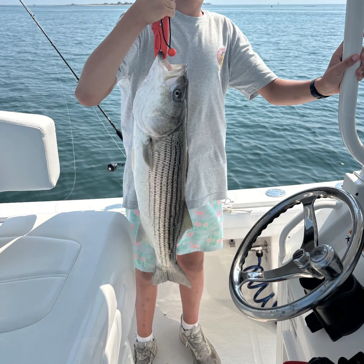 Striped bass caught on Fishbrain