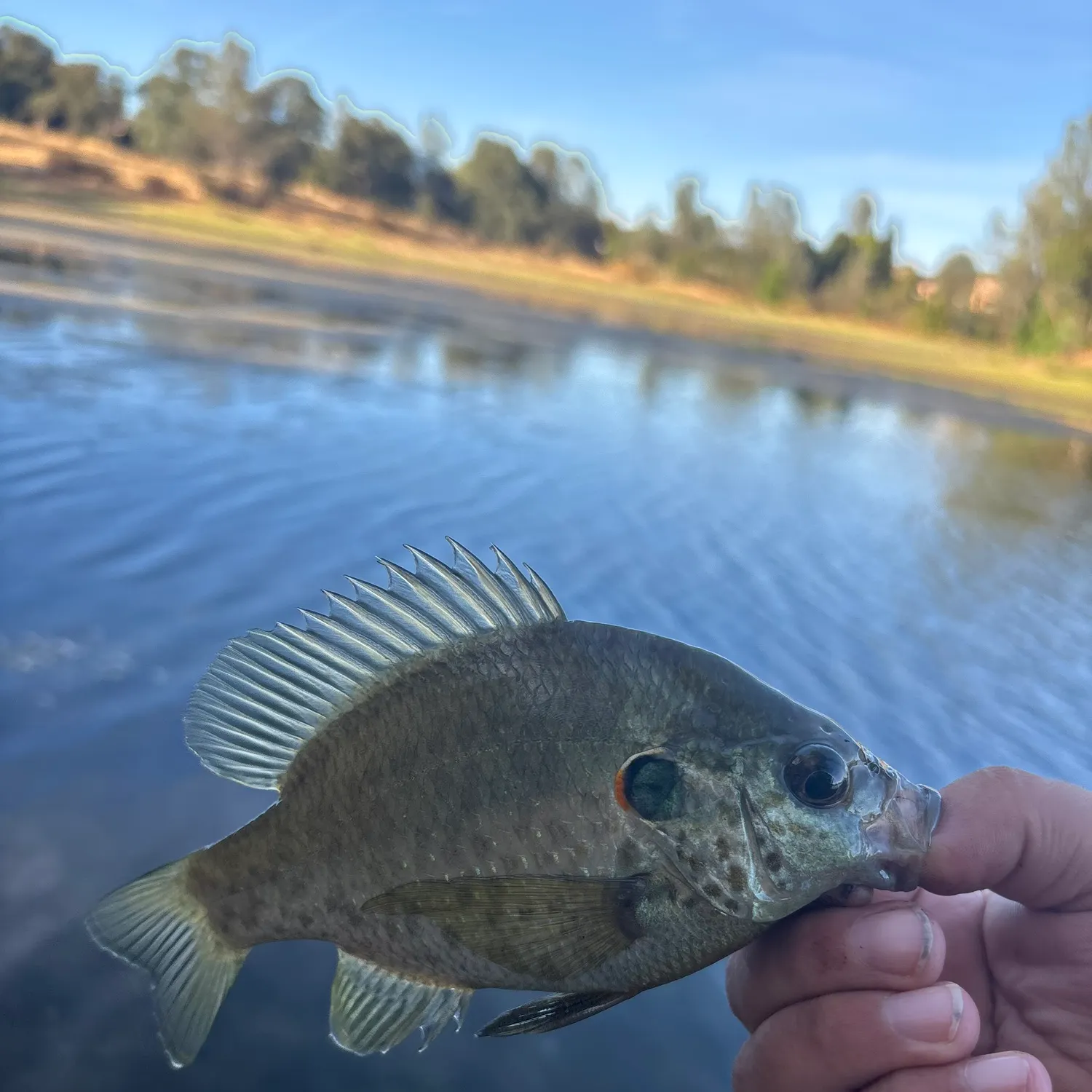 The most recent Redear sunfish catches on Fishbrain