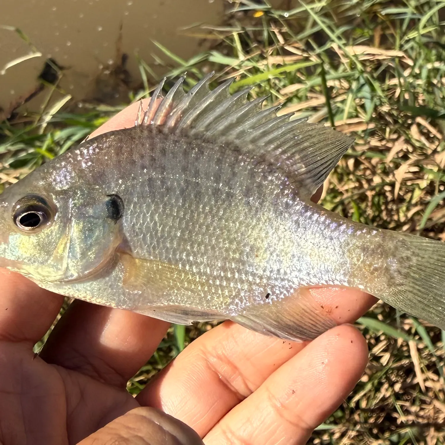 Bluegill caught on Fishbrain