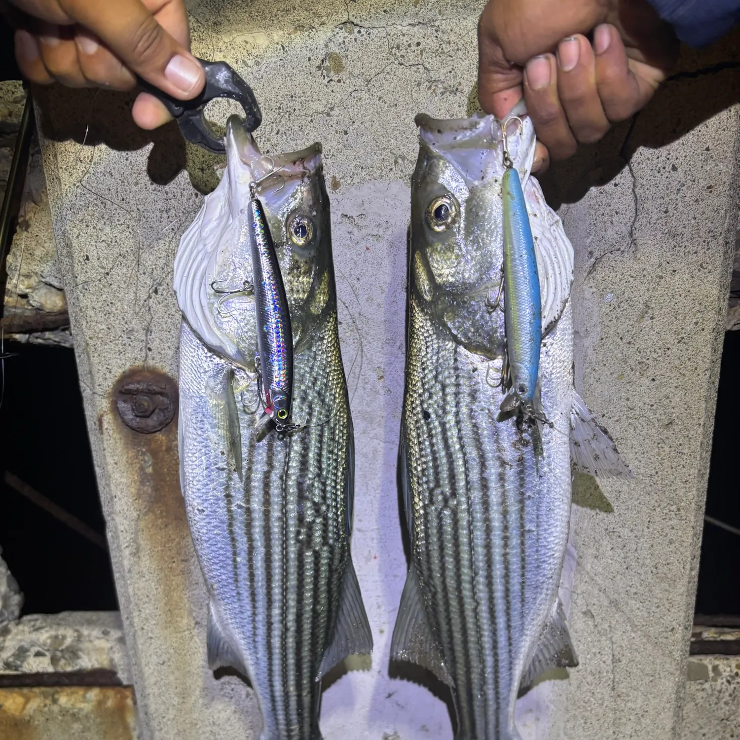 Striped bass caught on Fishbrain