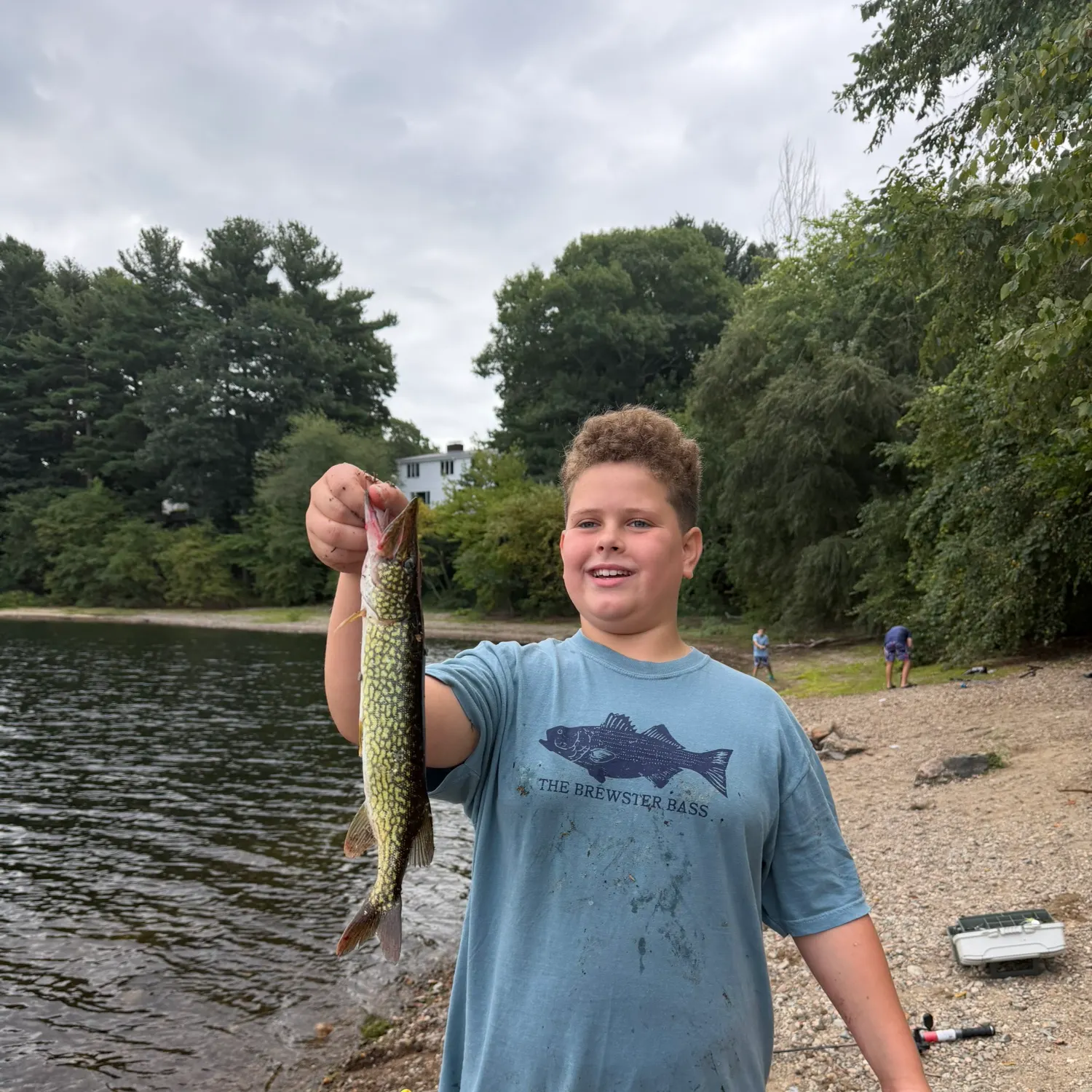 Chain pickerel caught on Fishbrain