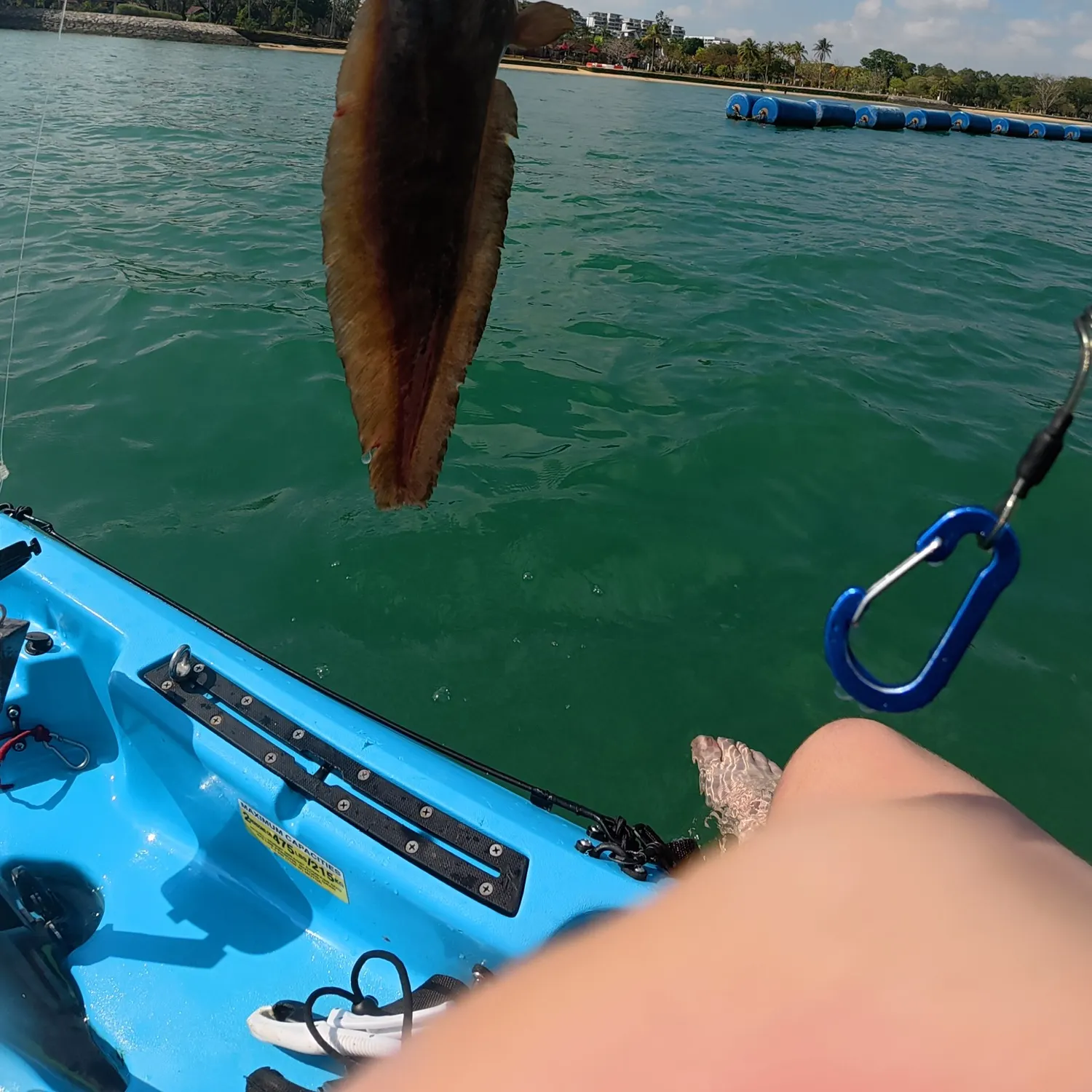 The most recent Stinging eel catfish catches on Fishbrain