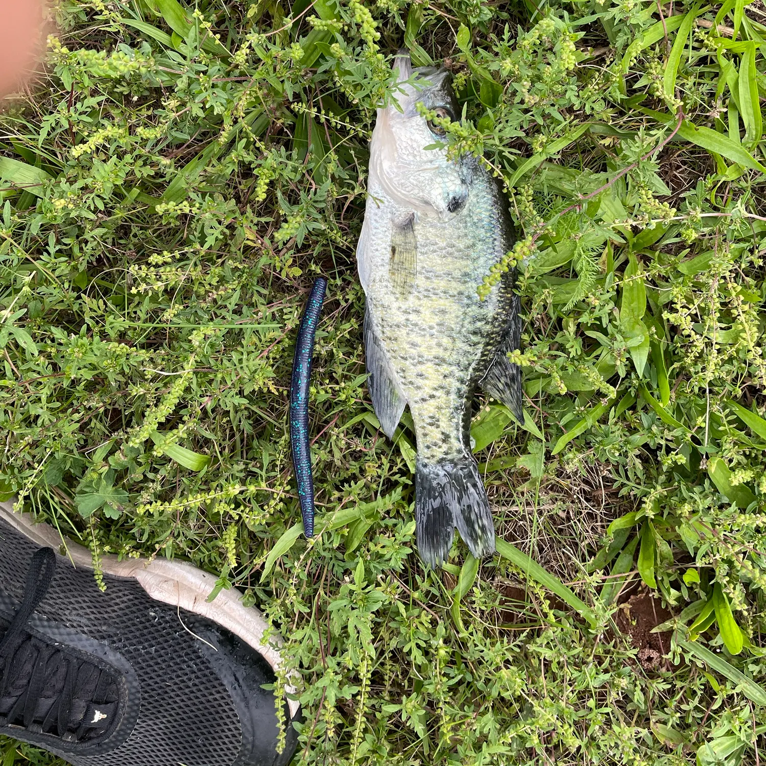 White crappie caught on Fishbrain