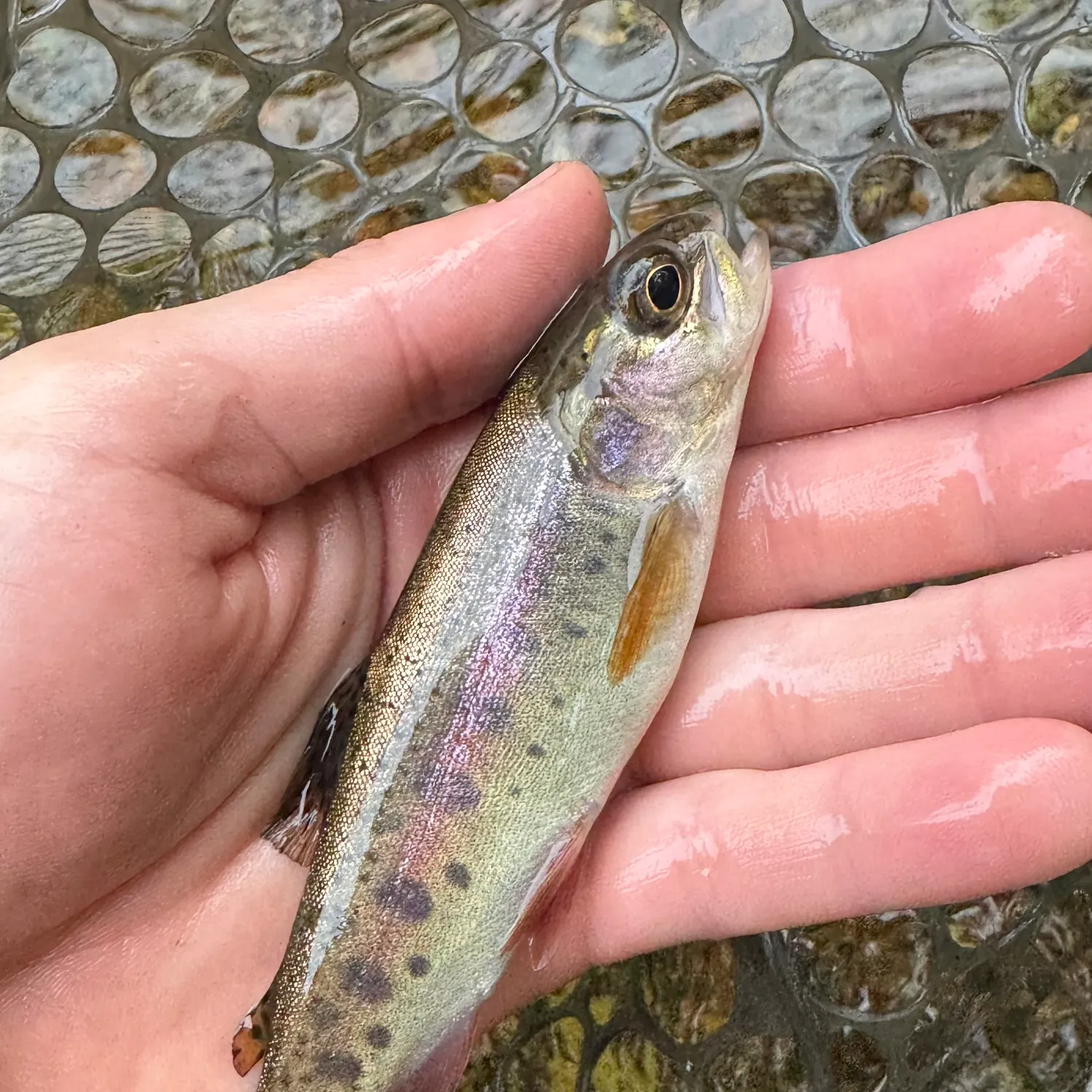 Rainbow trout caught on Fishbrain