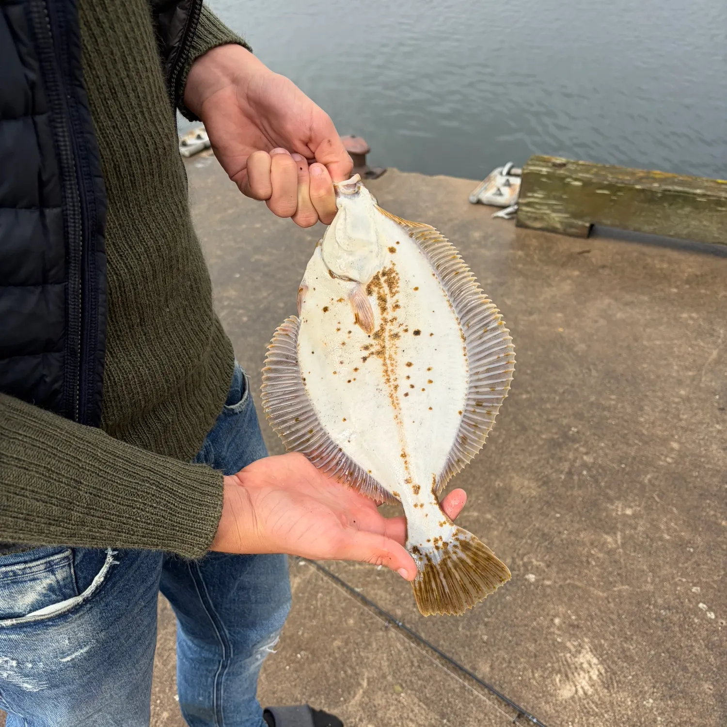 European flounder caught on Fishbrain