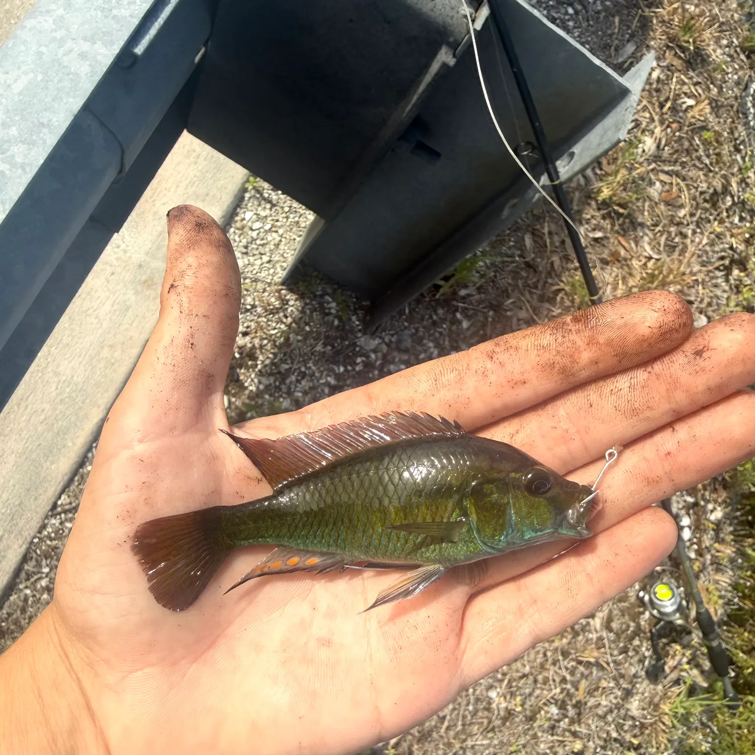 The most recent Eastern happy cichlid catches on Fishbrain