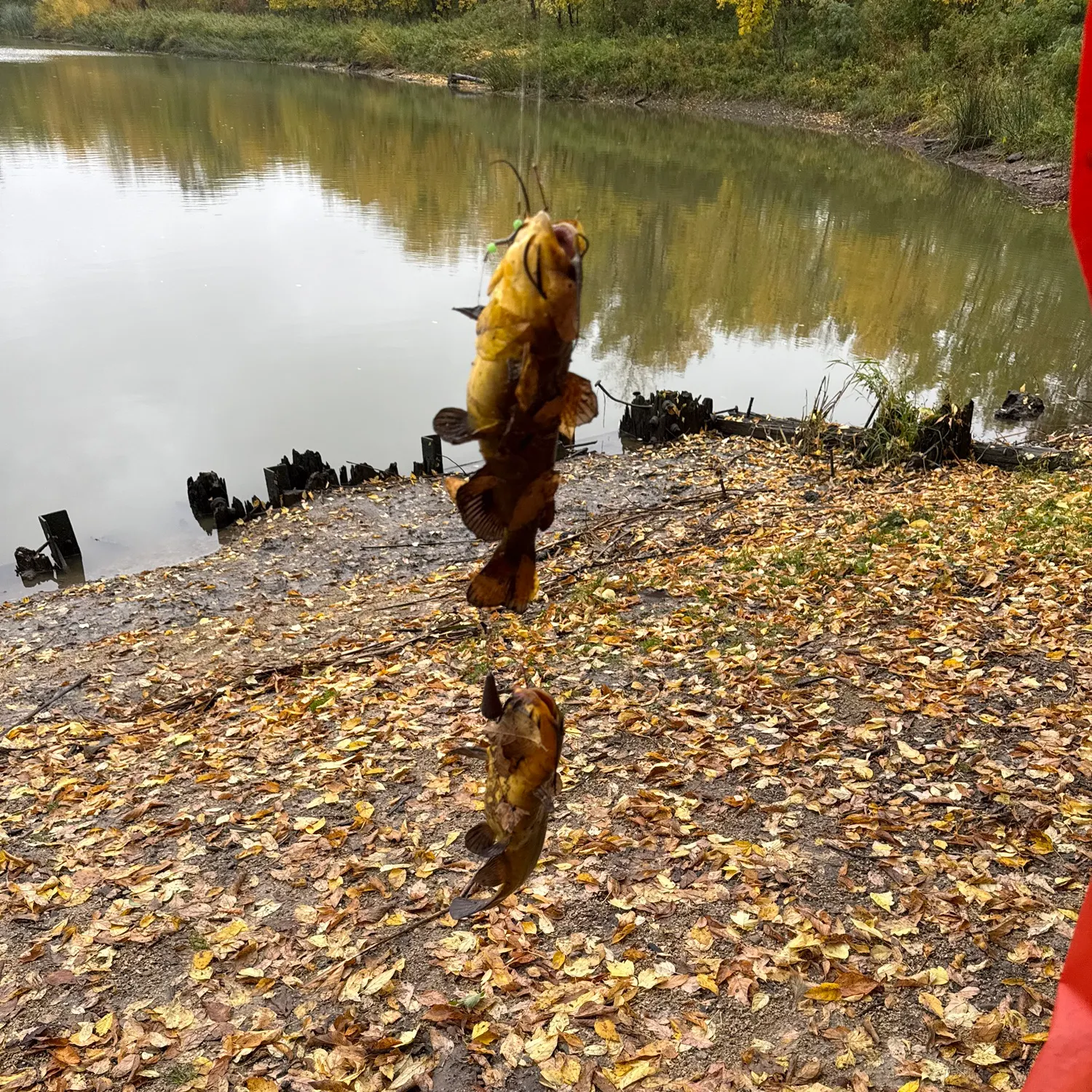 Black bullhead caught on Fishbrain