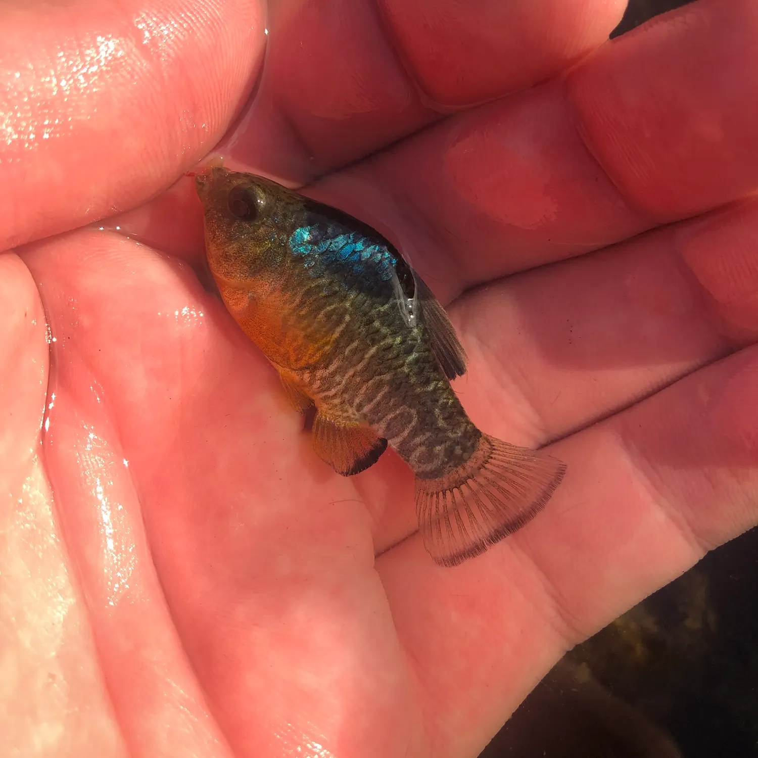 The most recent Sheepshead minnow catches on Fishbrain