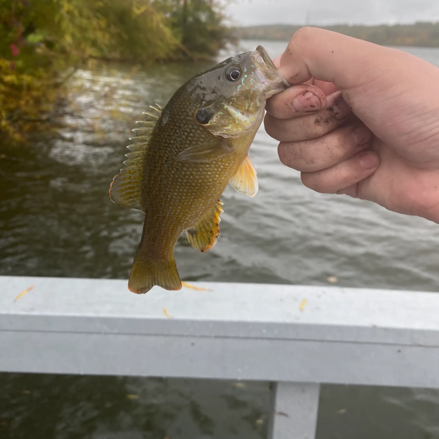 Green sunfish caught on Fishbrain