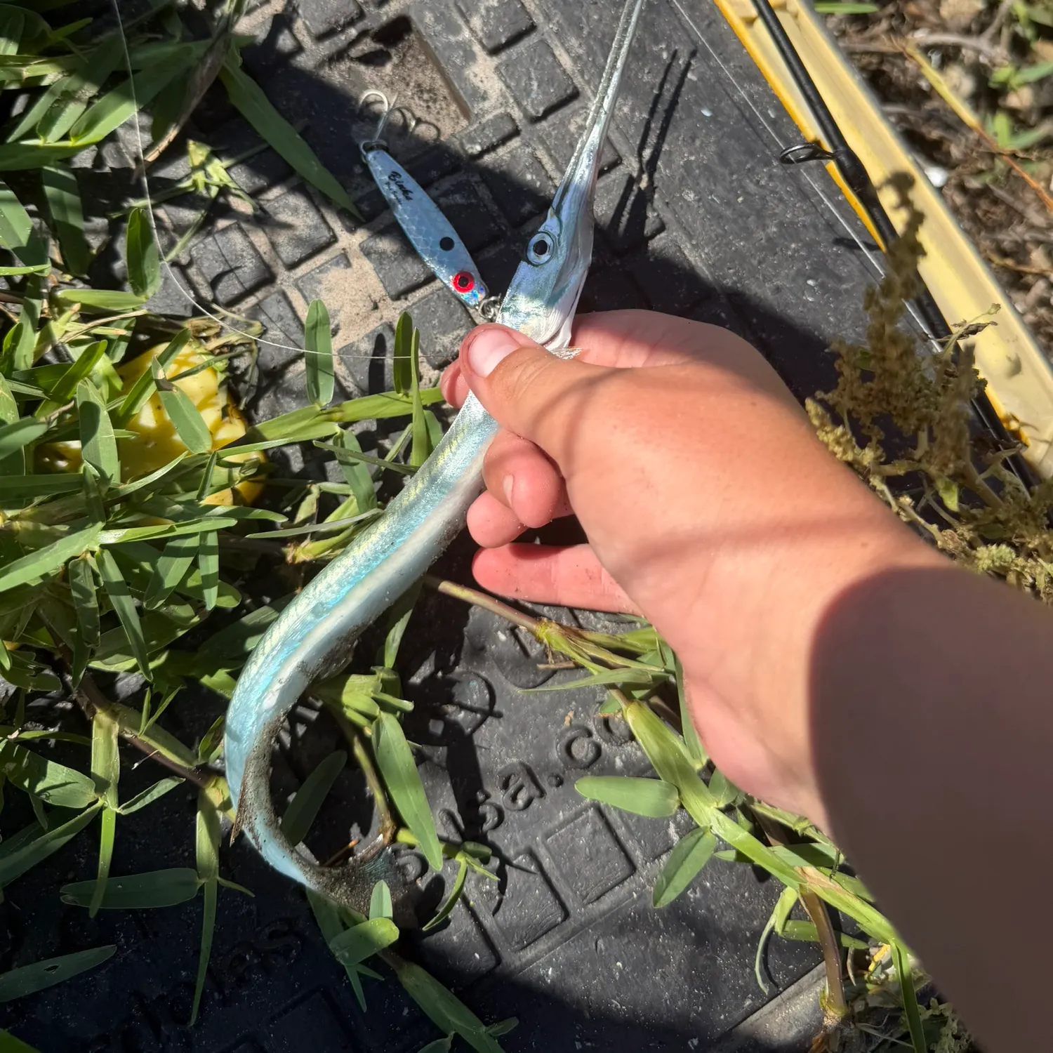 The most recent Redfin needlefish catches on Fishbrain