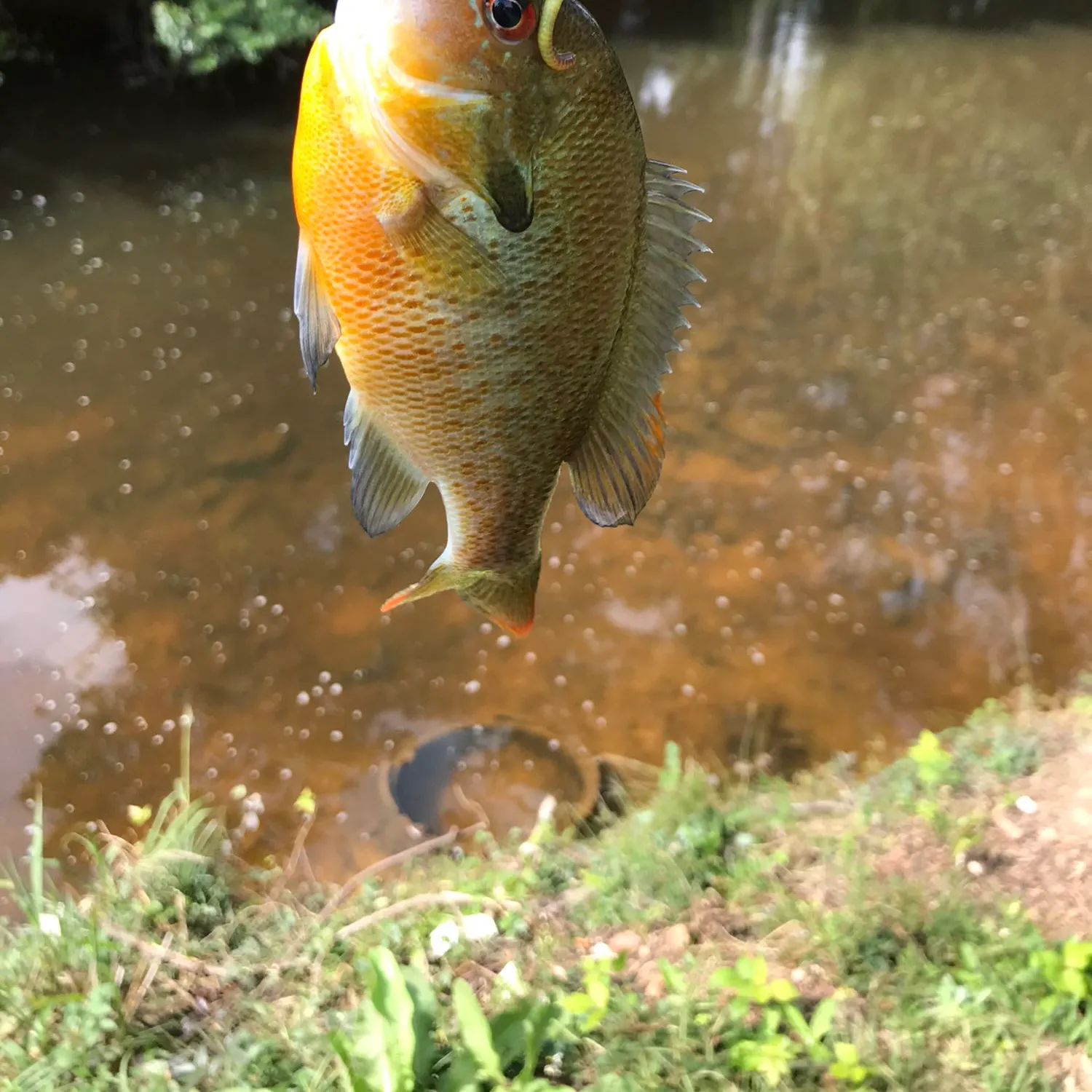angler catch