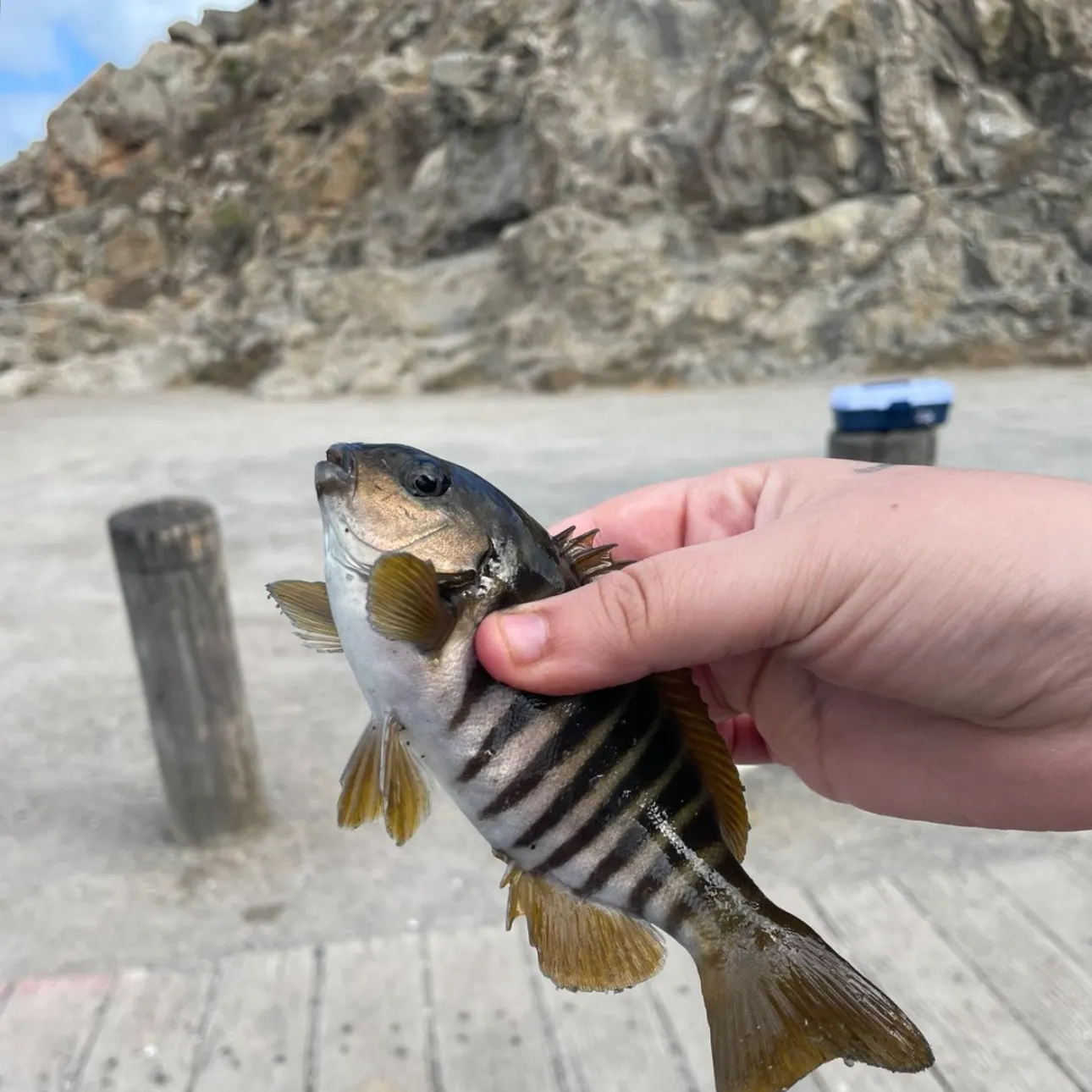 The most recent Zebra fish catches on Fishbrain