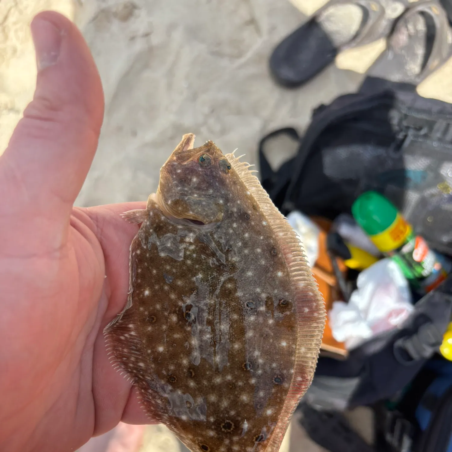 Summer flounder caught on Fishbrain