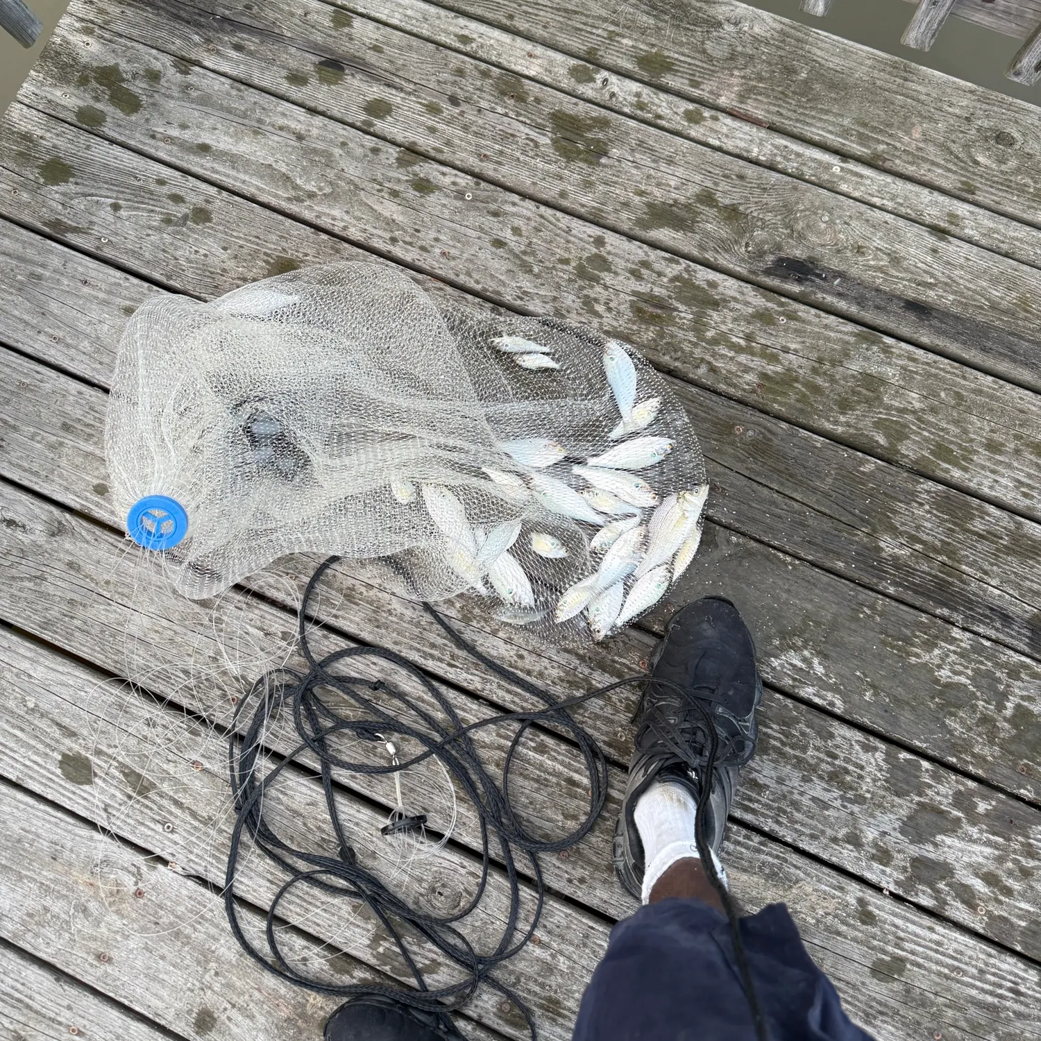 The most recent American gizzard shad catches on Fishbrain