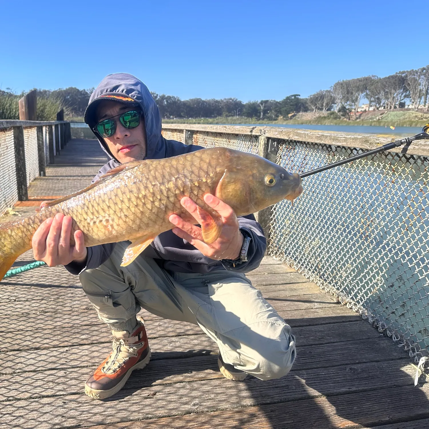 Common carp caught on Fishbrain