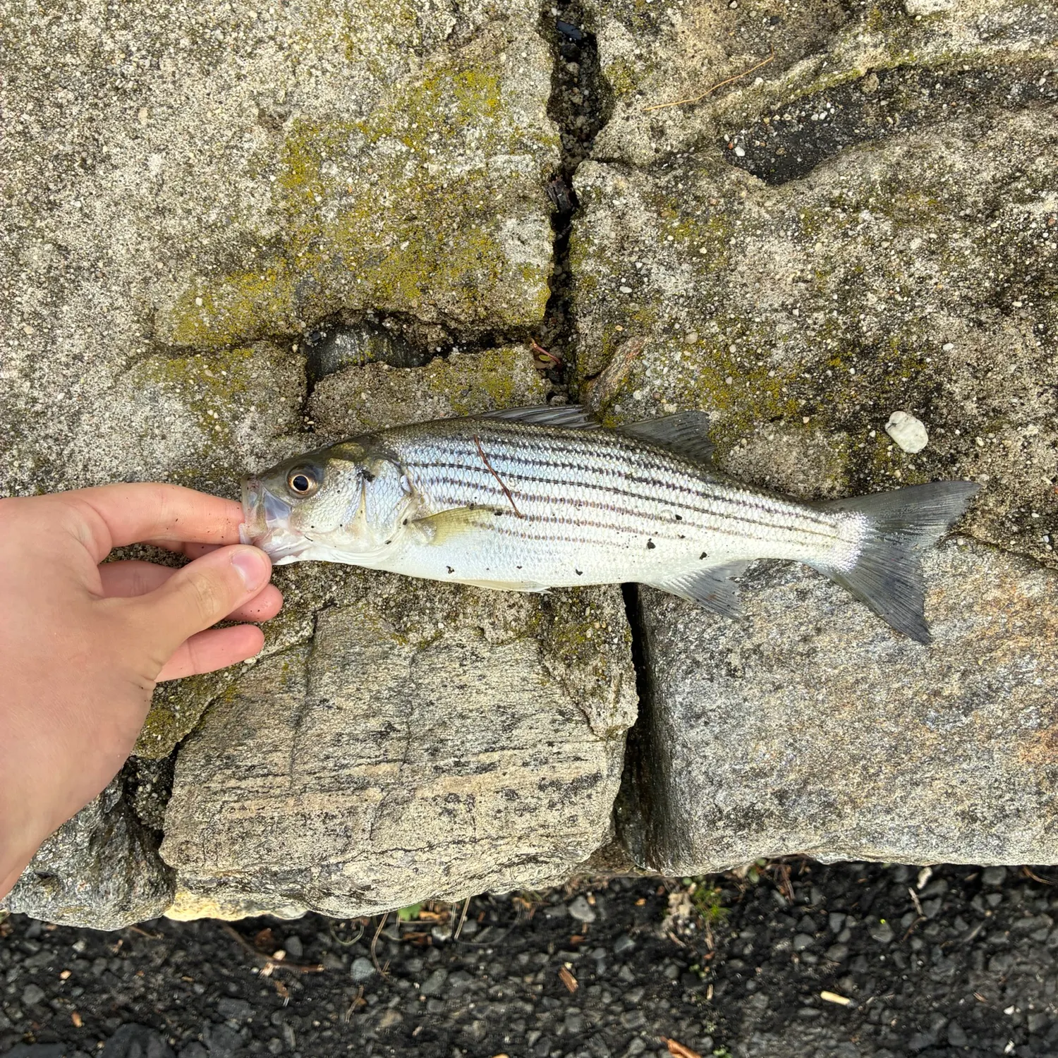 Striped bass caught on Fishbrain