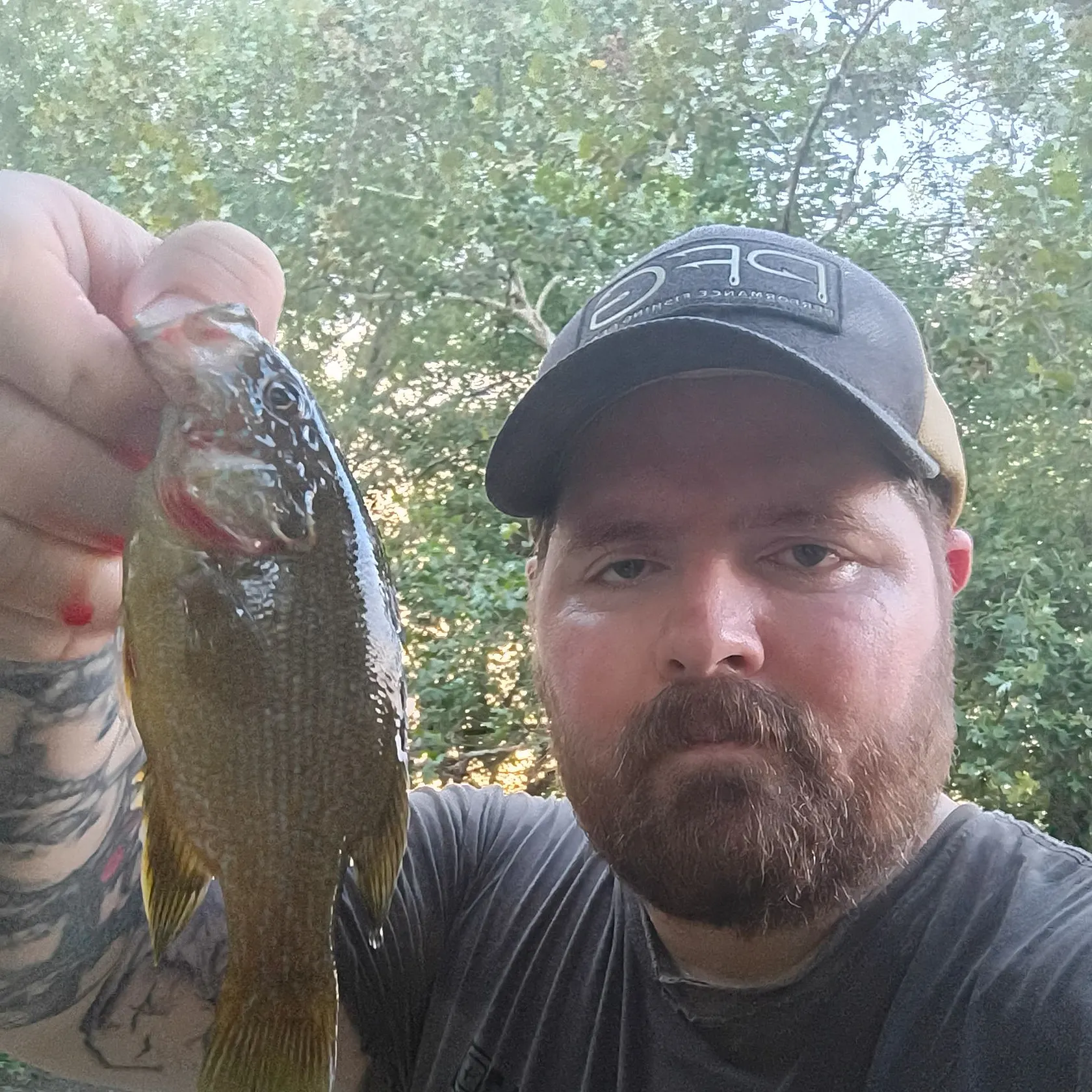 Green sunfish caught on Fishbrain