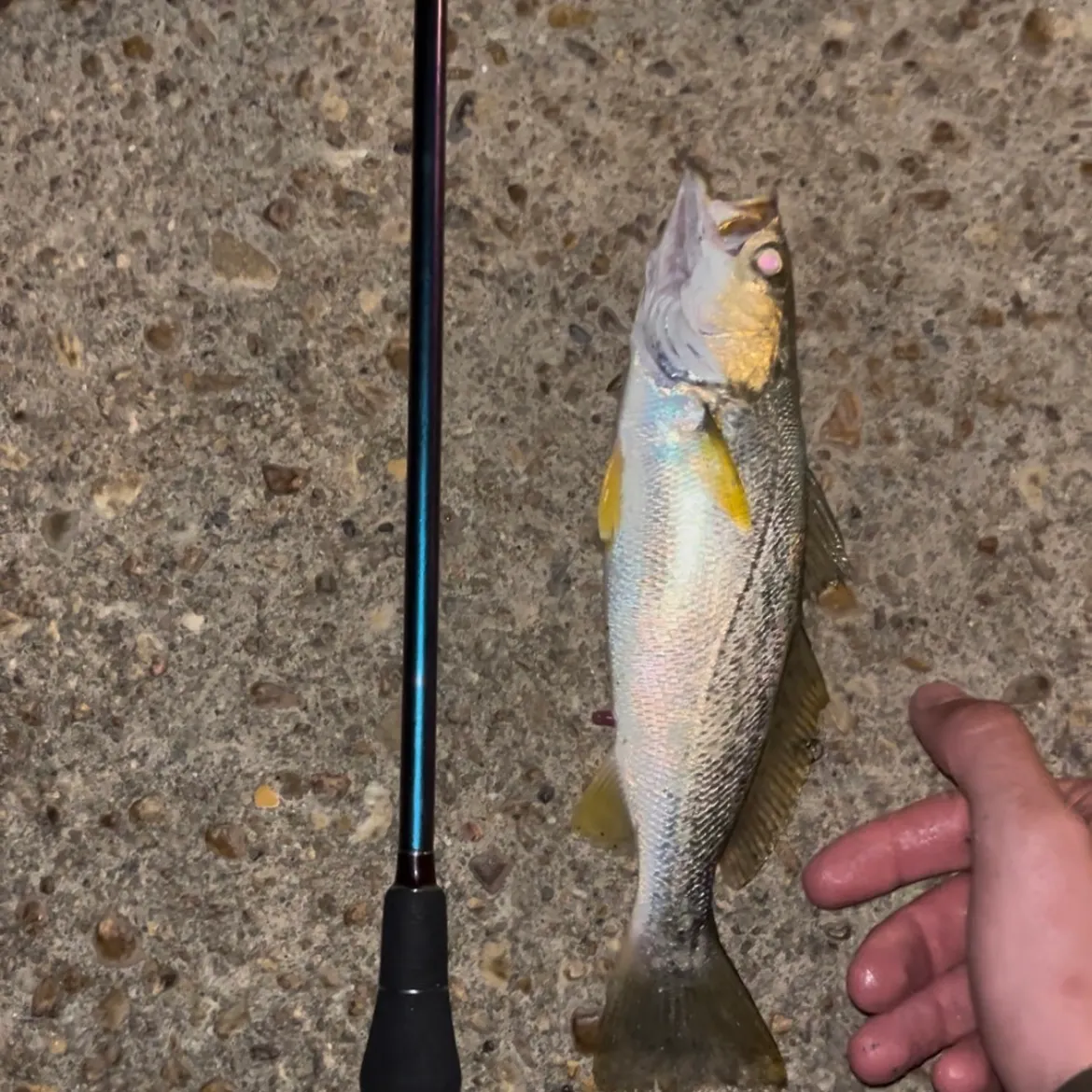 The most recent Gray weakfish catches on Fishbrain