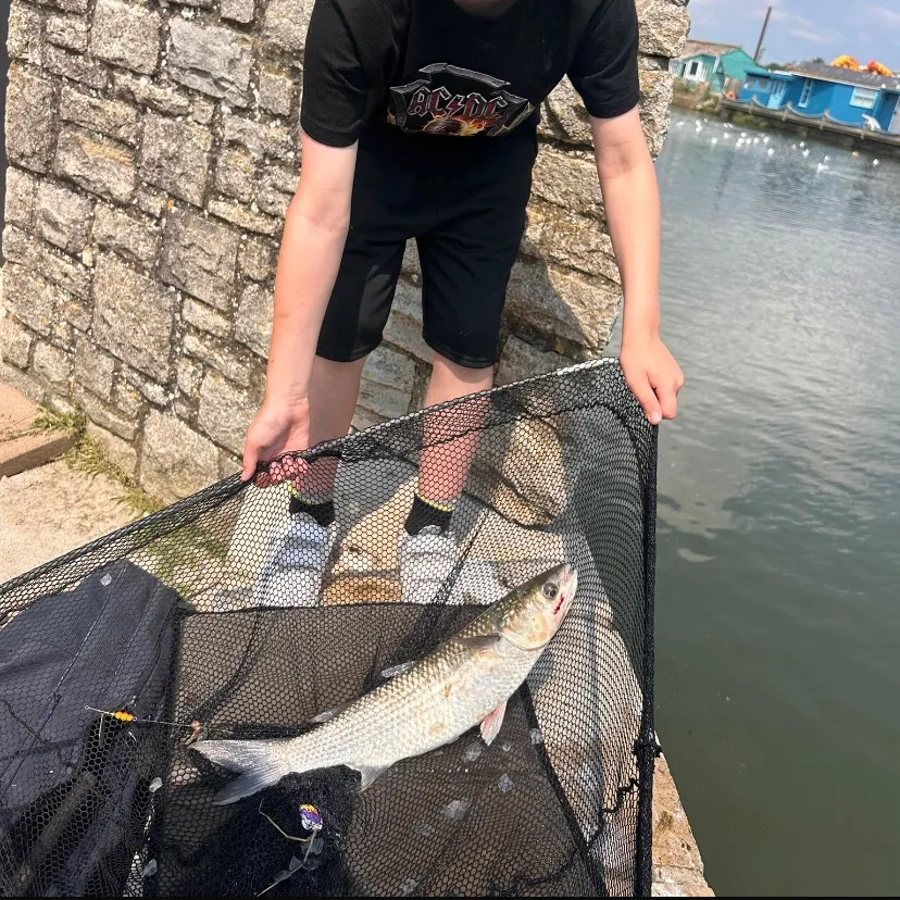 The most recent Thinlip grey mullet catches on Fishbrain