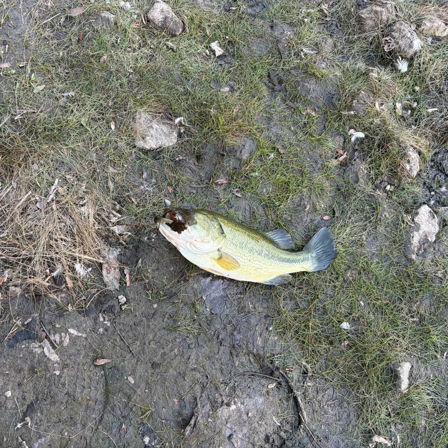 Fish caught on Fishbrain