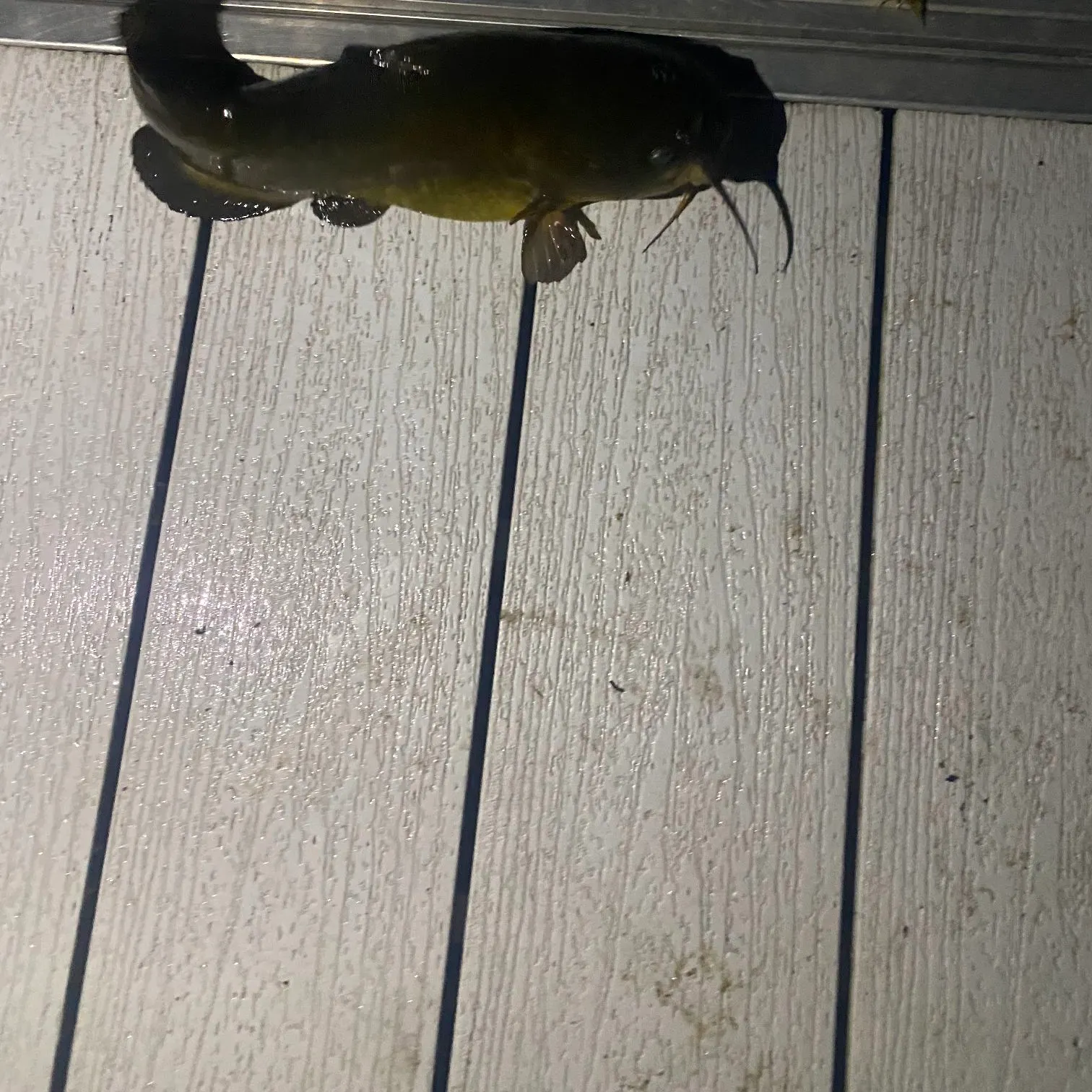 Fish caught on Fishbrain