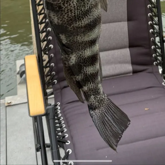 Spotted sand bass caught on Fishbrain