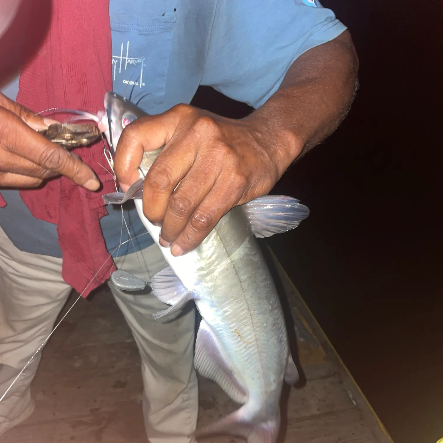 Channel catfish caught on Fishbrain