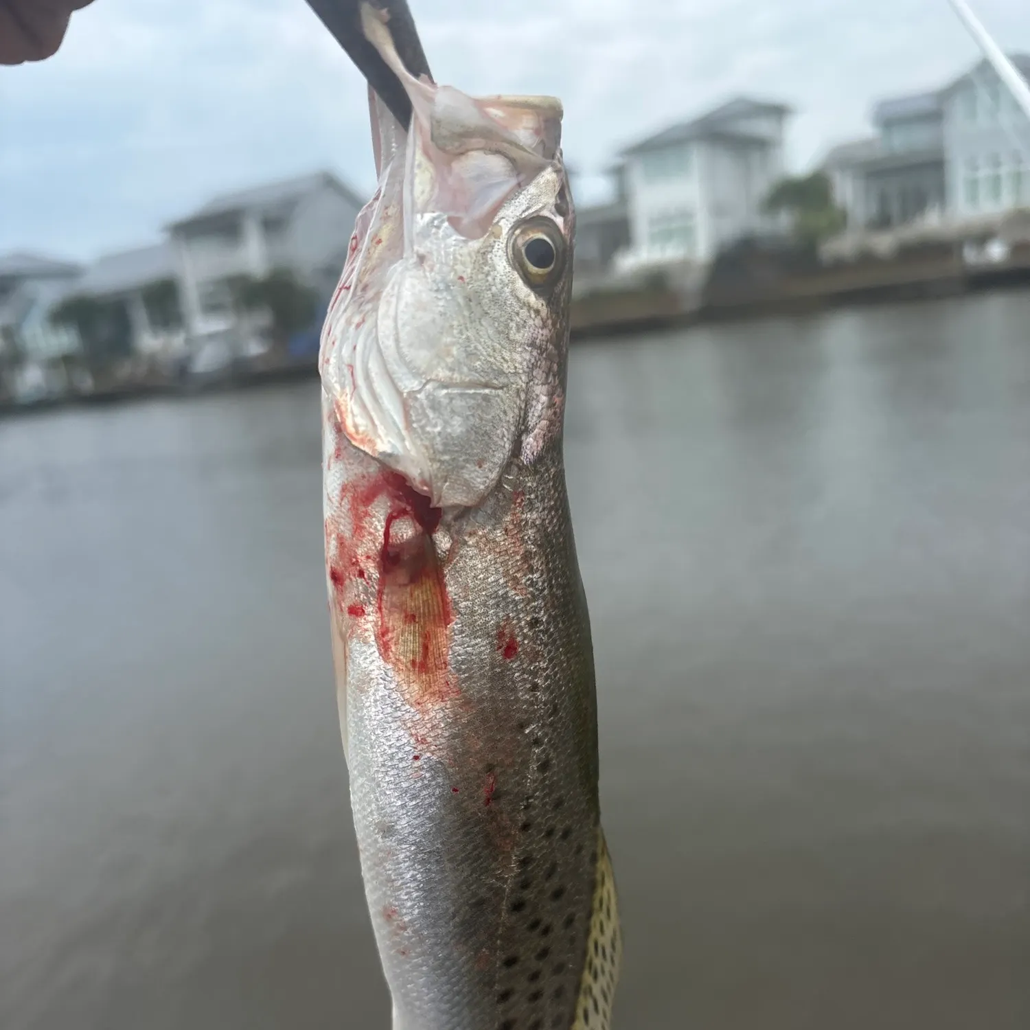 Fish caught on Fishbrain
