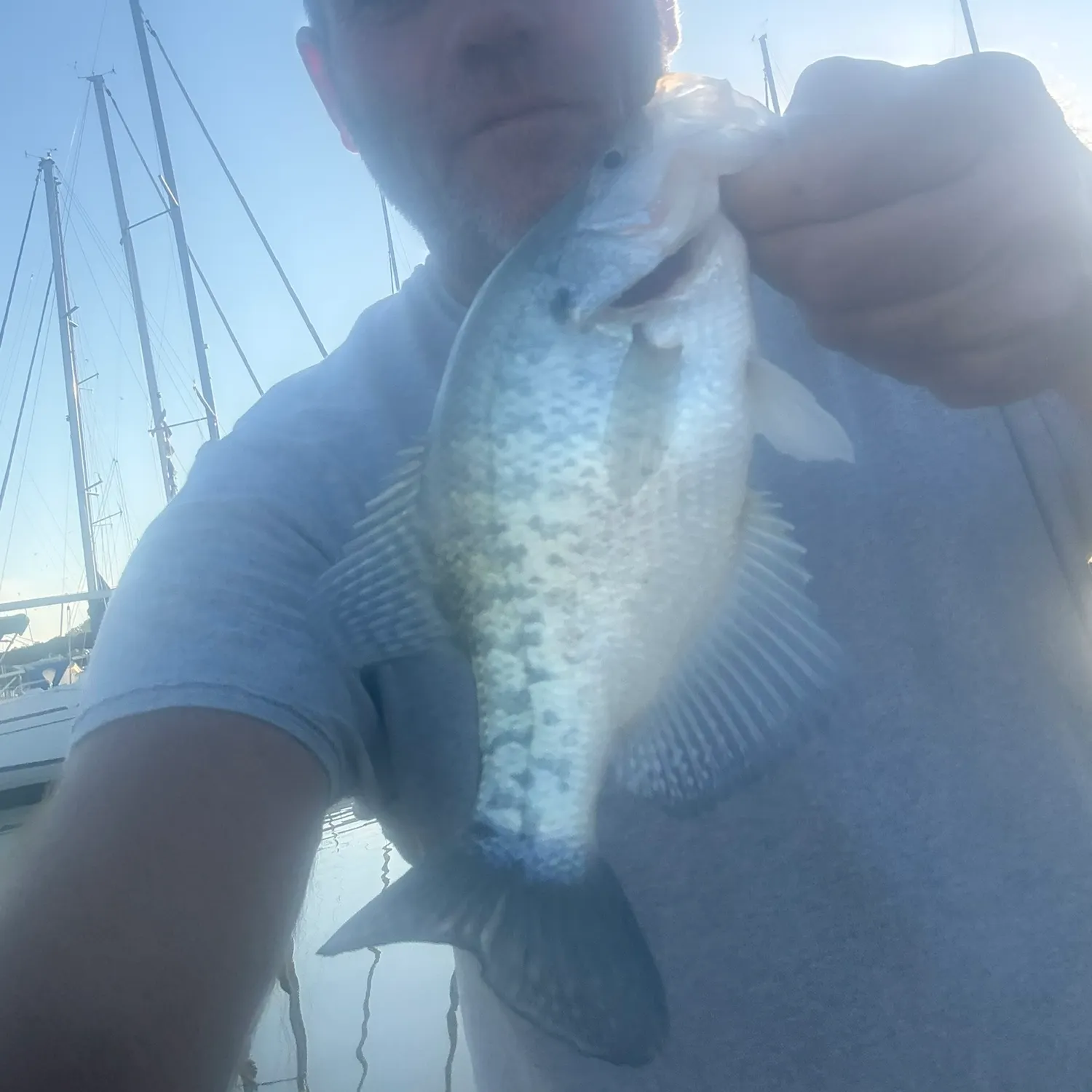 White crappie caught on Fishbrain