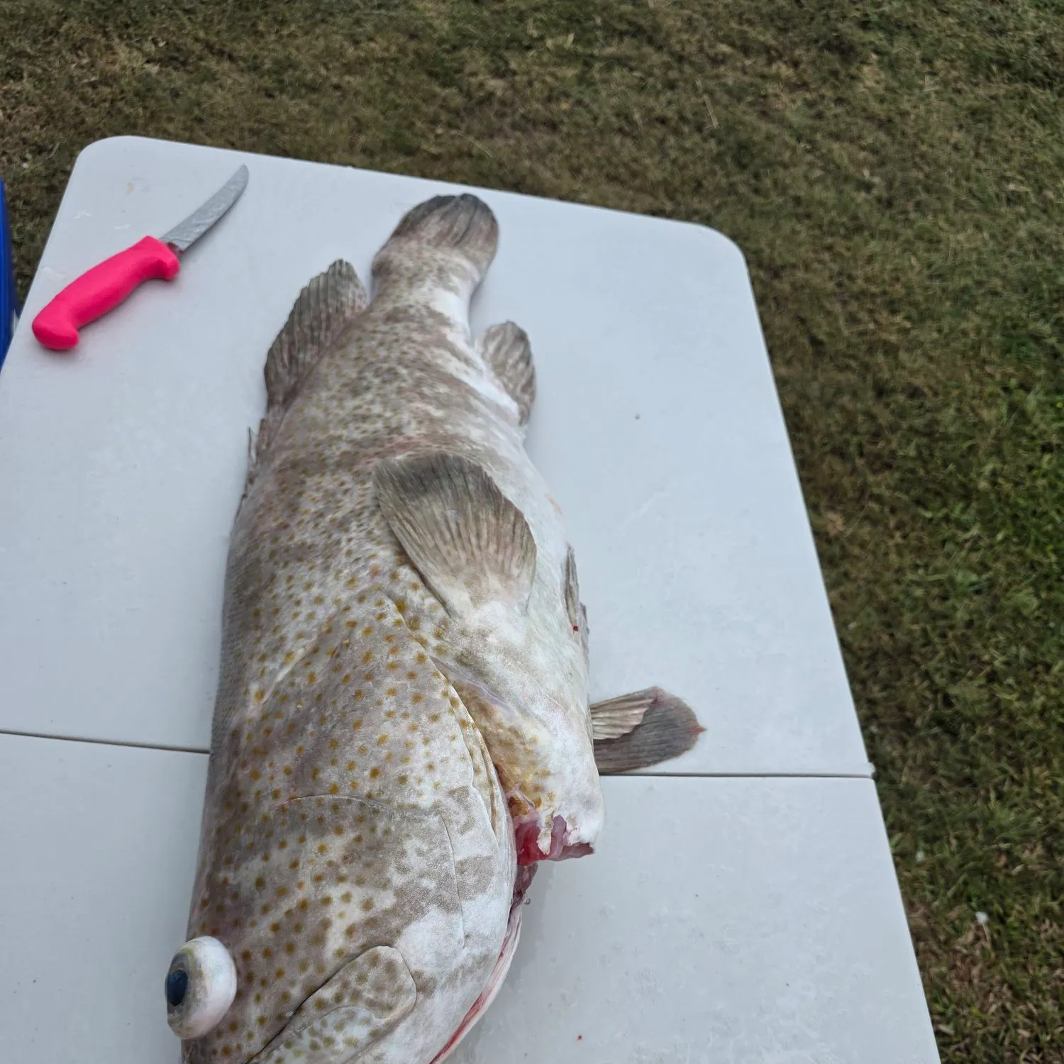 The most recent Orange-spotted grouper catches on Fishbrain