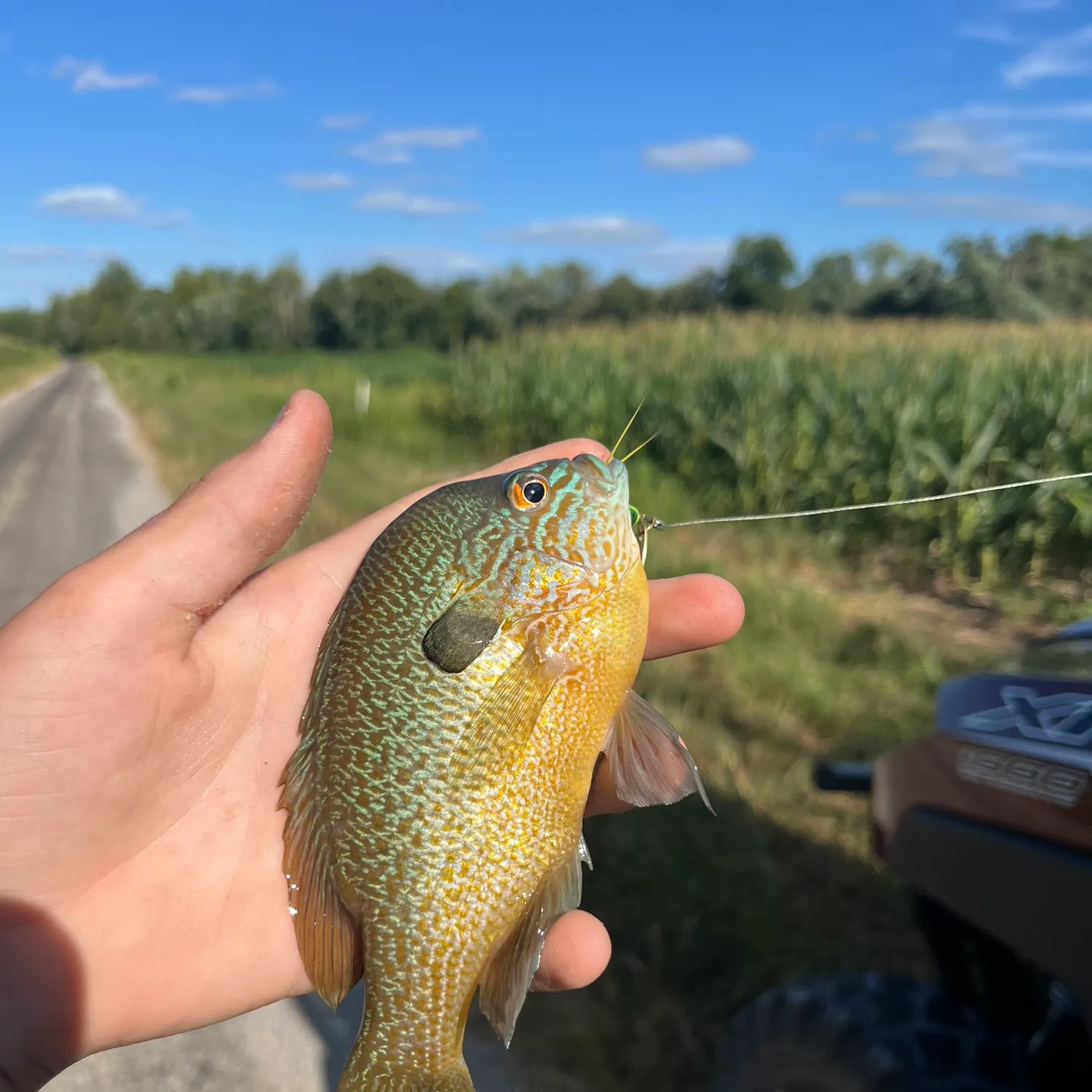 The most recent Longear sunfish catches on Fishbrain