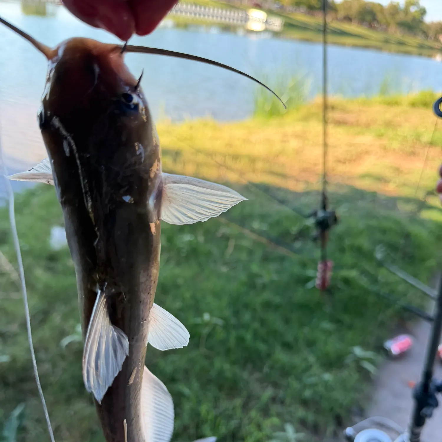 Channel catfish caught on Fishbrain