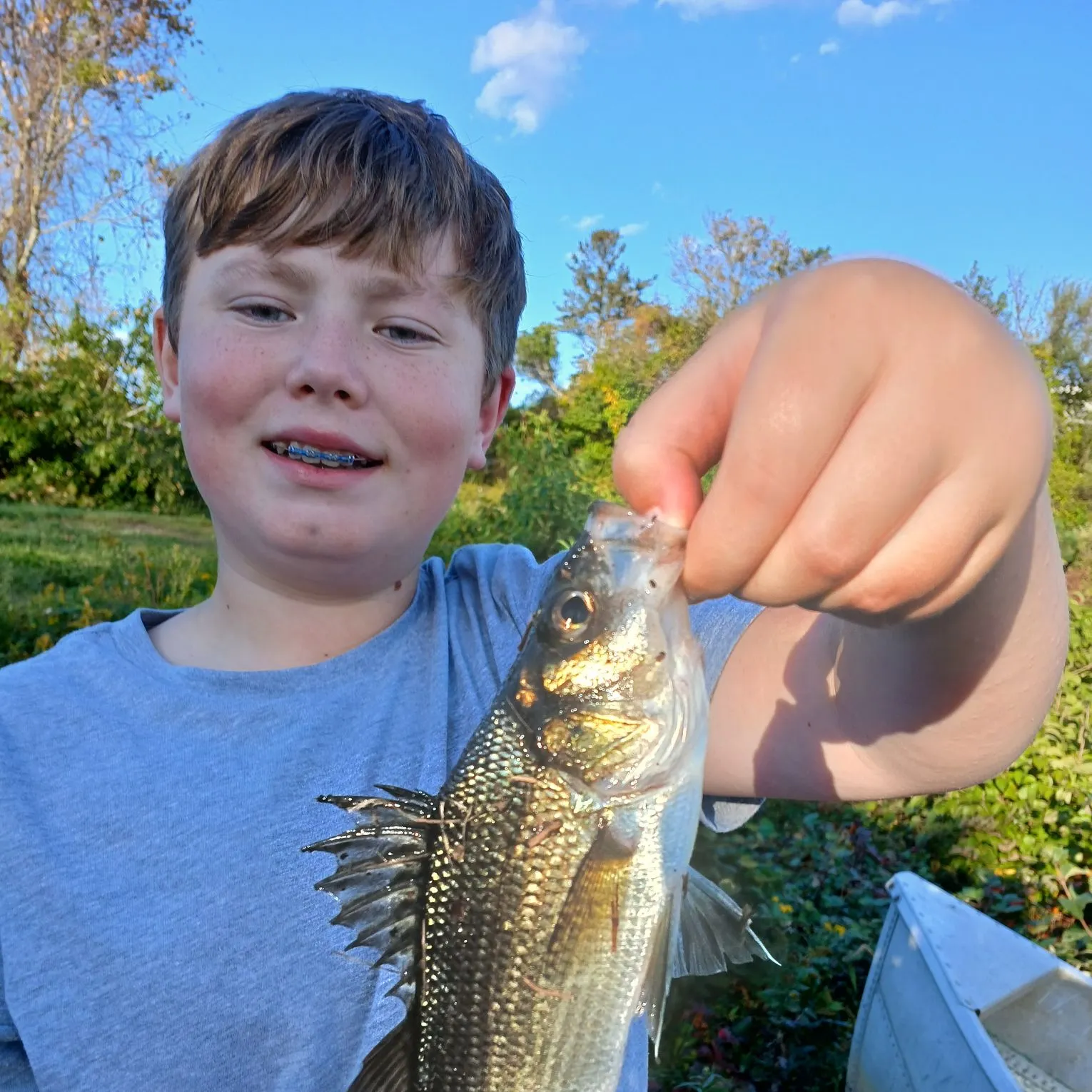 White perch caught on Fishbrain