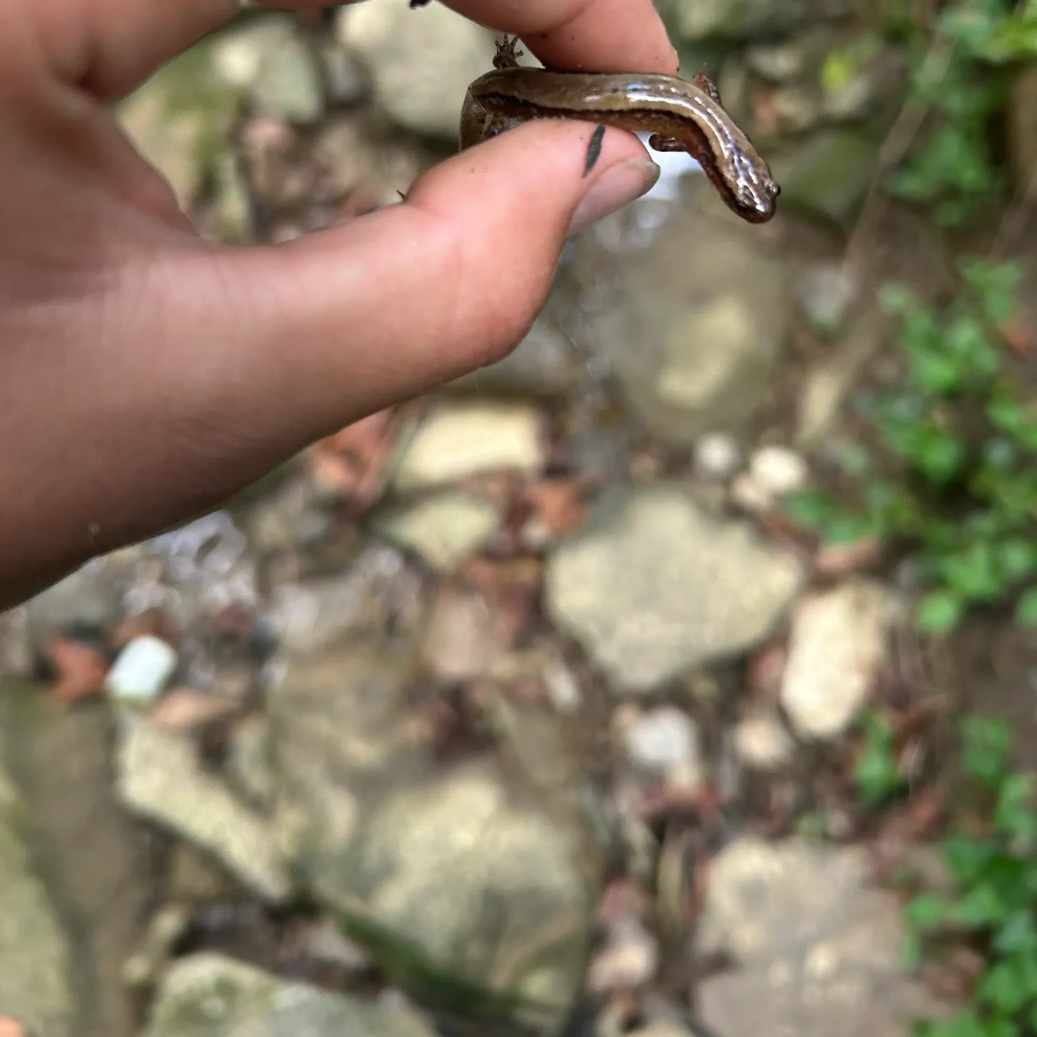 The most recent Salamander shark catches on Fishbrain