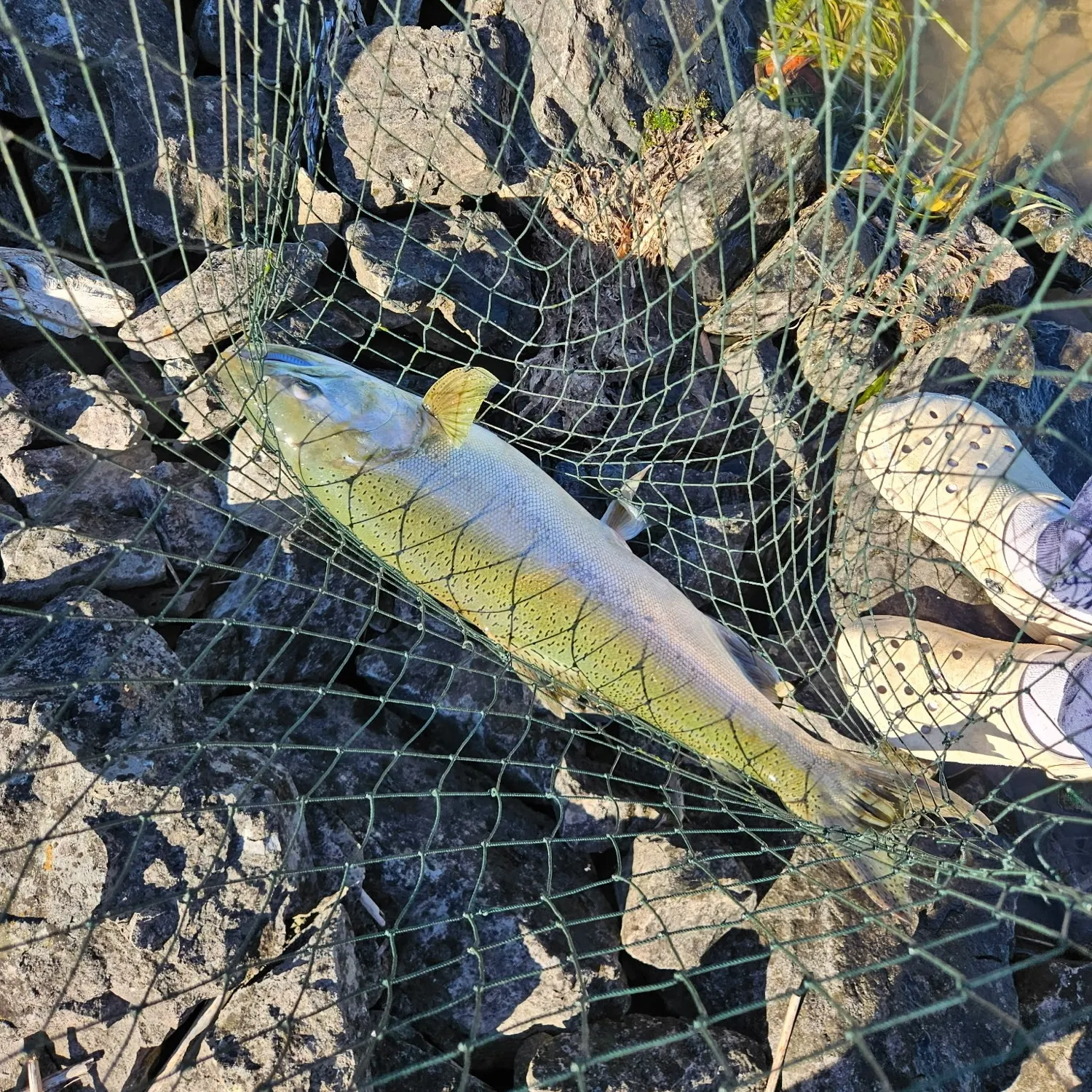 Chinook salmon caught on Fishbrain