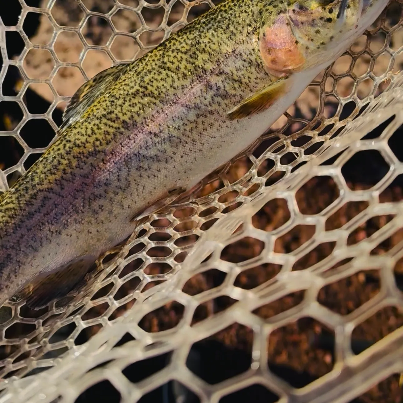Rainbow trout caught on Fishbrain