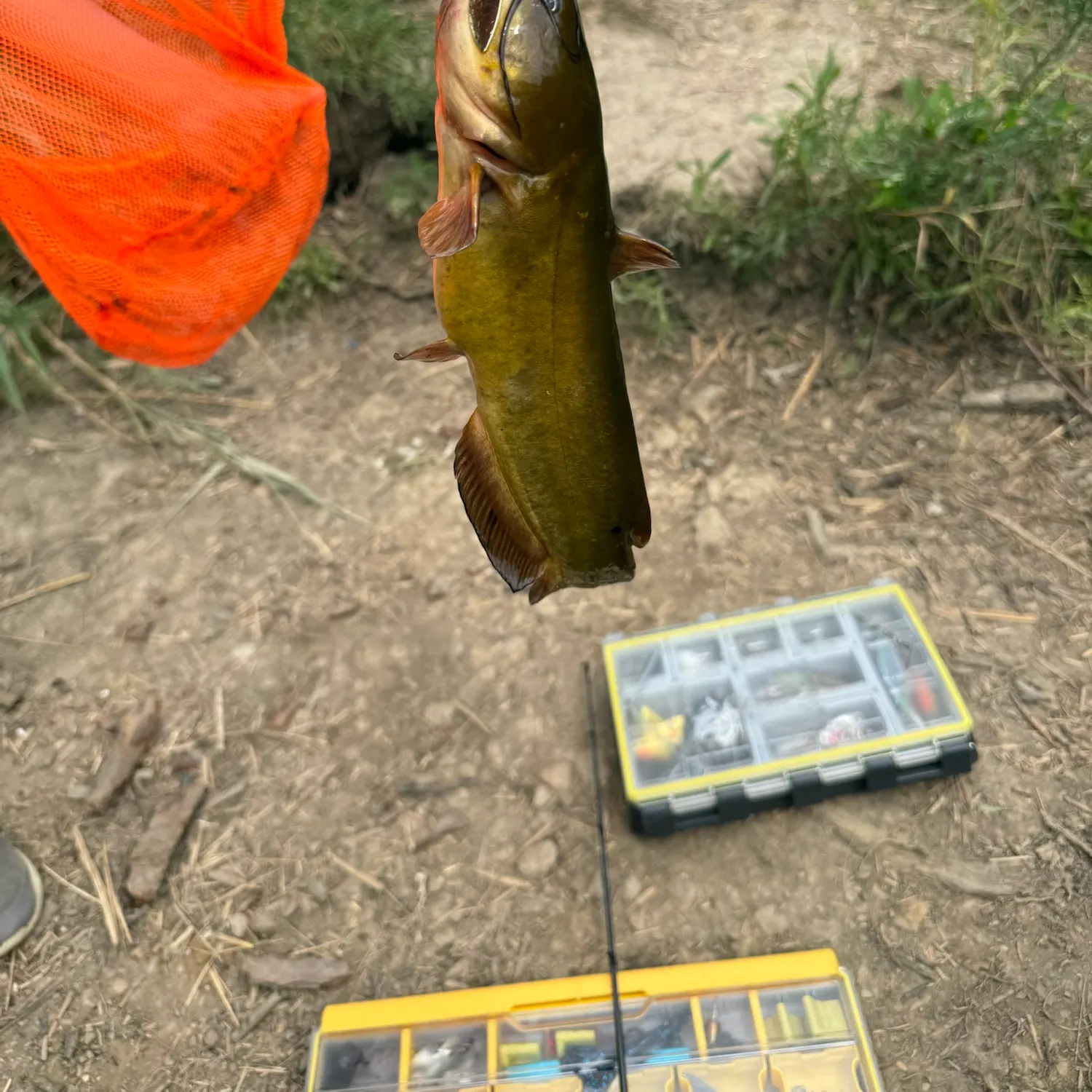 Yellow bullhead caught on Fishbrain