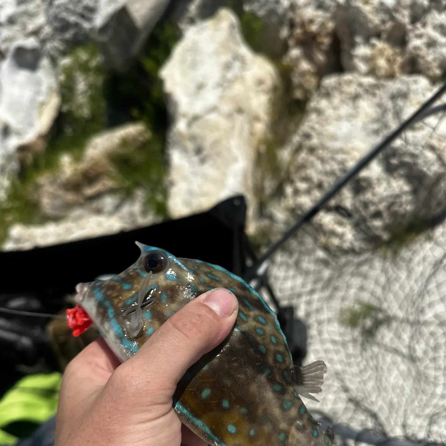 The most recent Shortnose boxfish catches on Fishbrain
