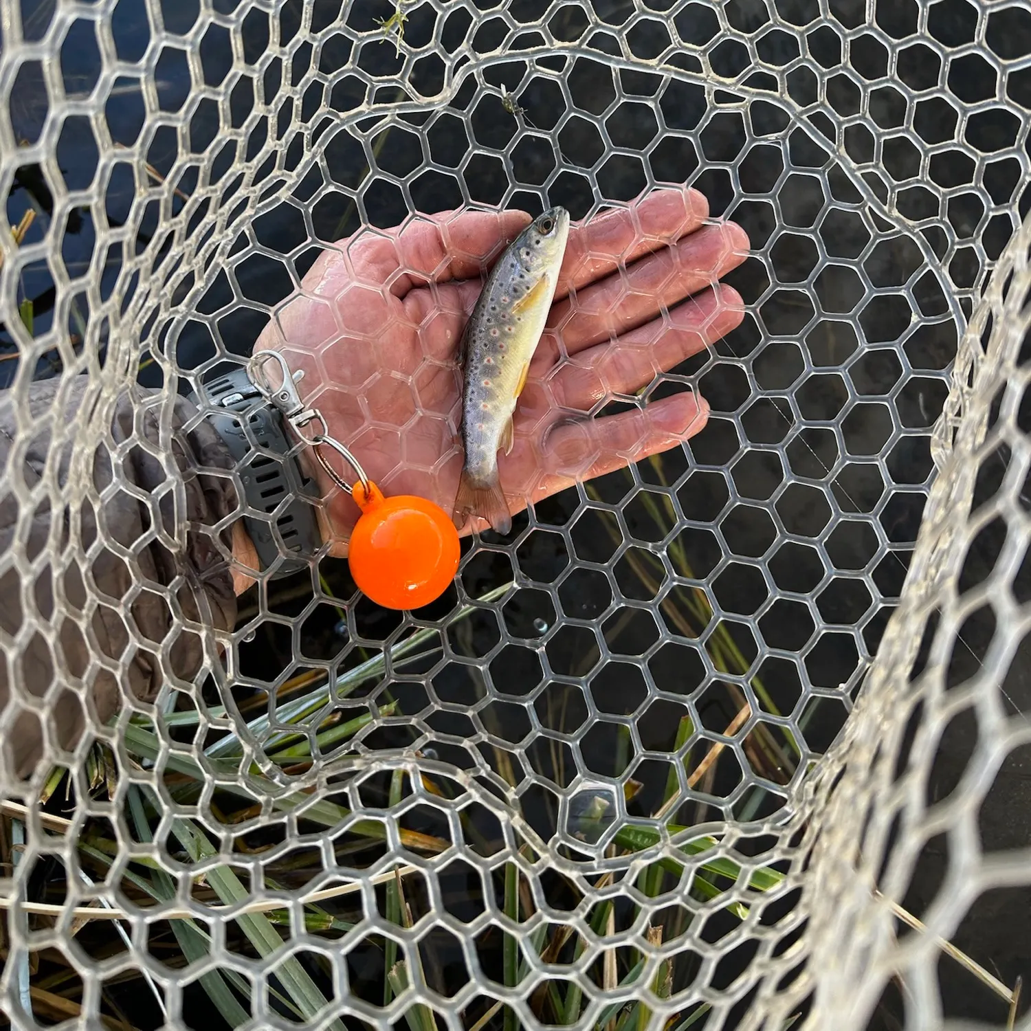 Brown trout caught on Fishbrain
