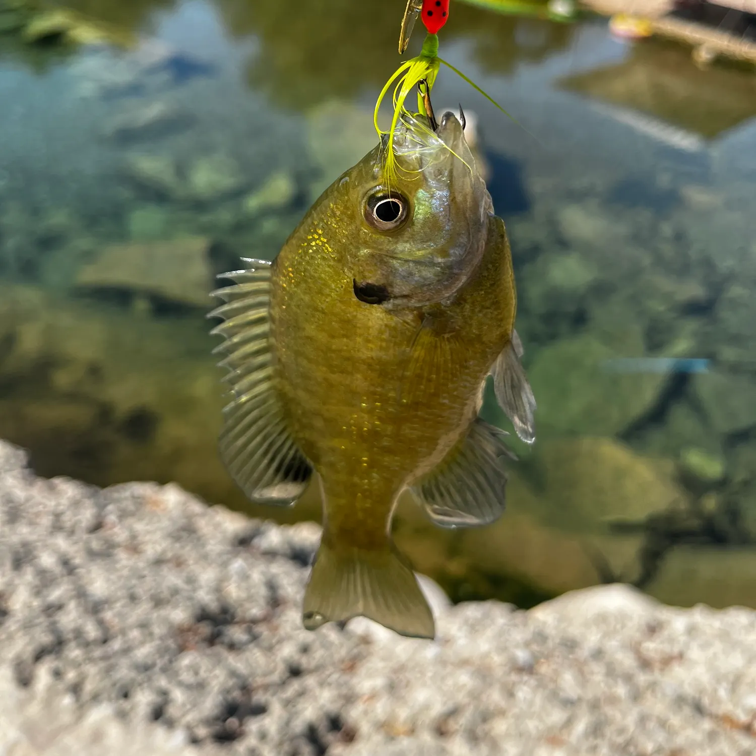 Bluegill caught on Fishbrain