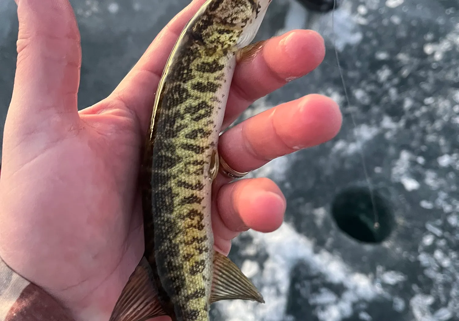 Grass pickerel