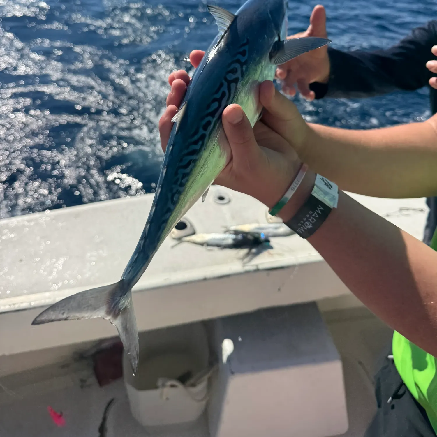 The most recent Eastern Pacific bonito catches on Fishbrain