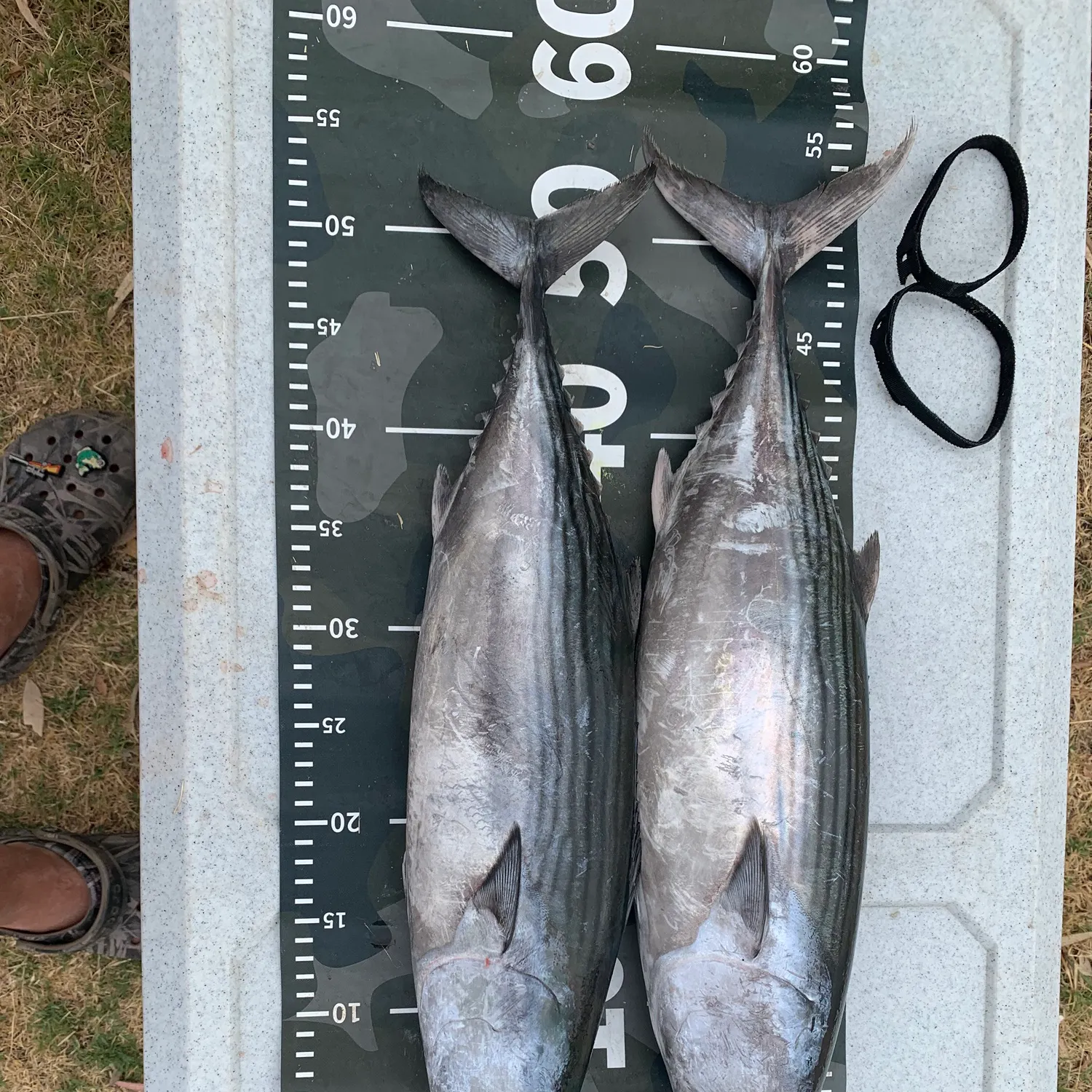 The most recent Australian bonito catches on Fishbrain