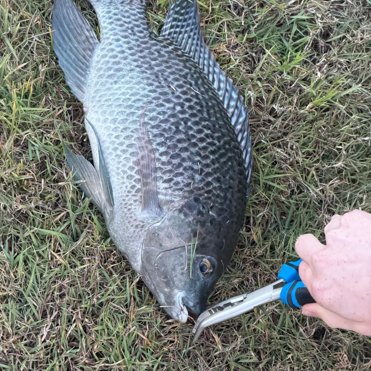 Mozambique tilapia caught on Fishbrain