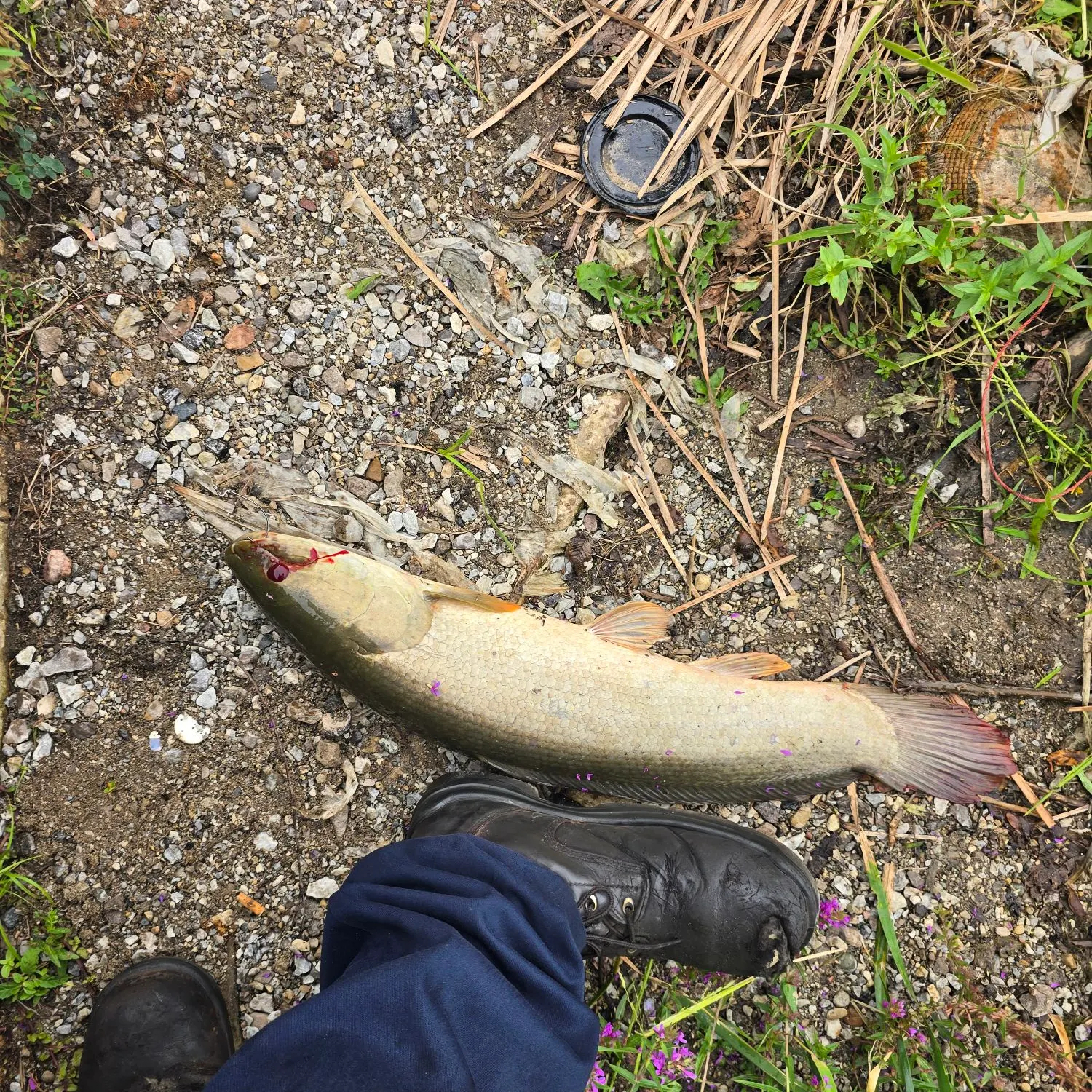 The most recent Eyetail bowfin catches on Fishbrain