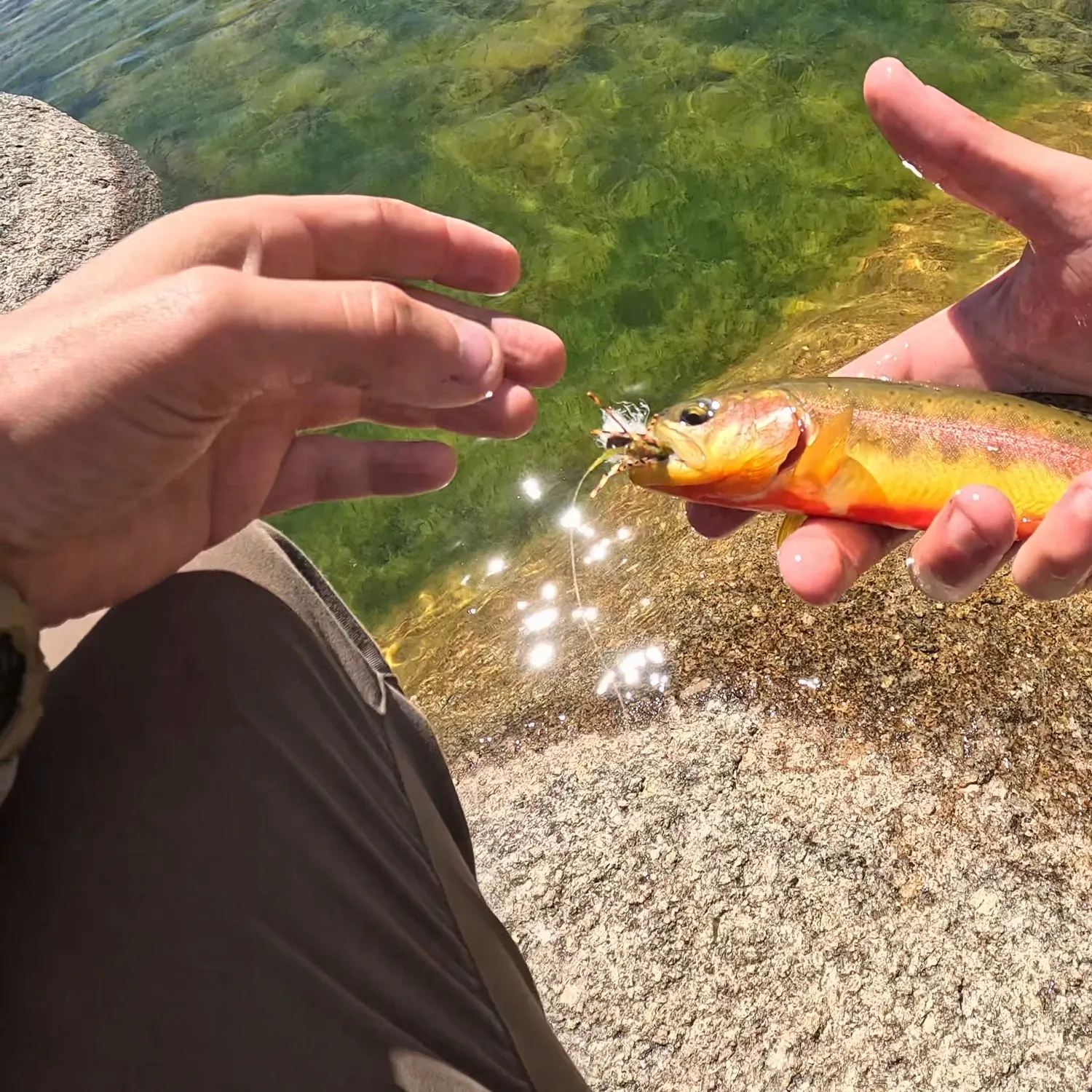 Golden trout caught on Fishbrain