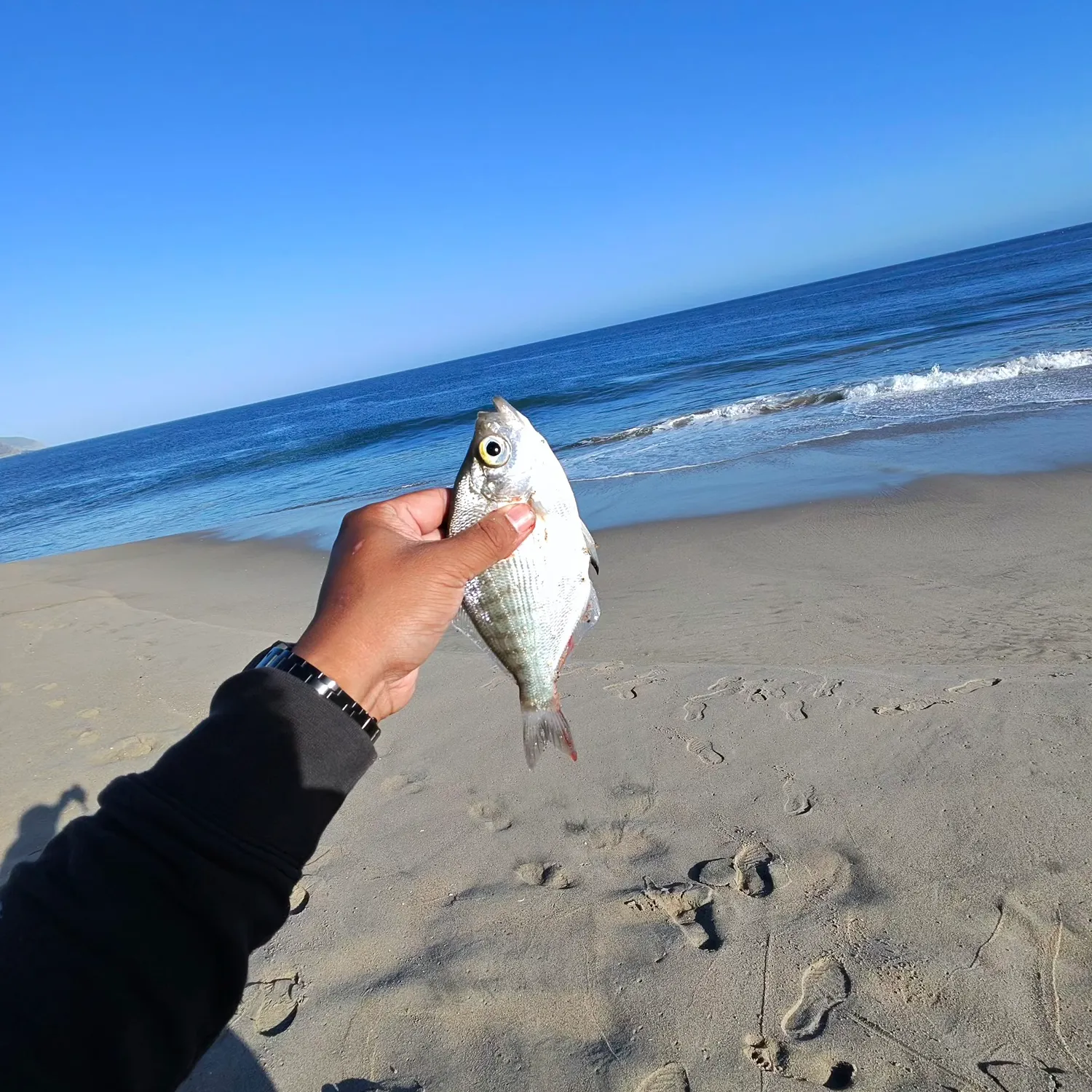 The most recent Walleye surfperch catches on Fishbrain