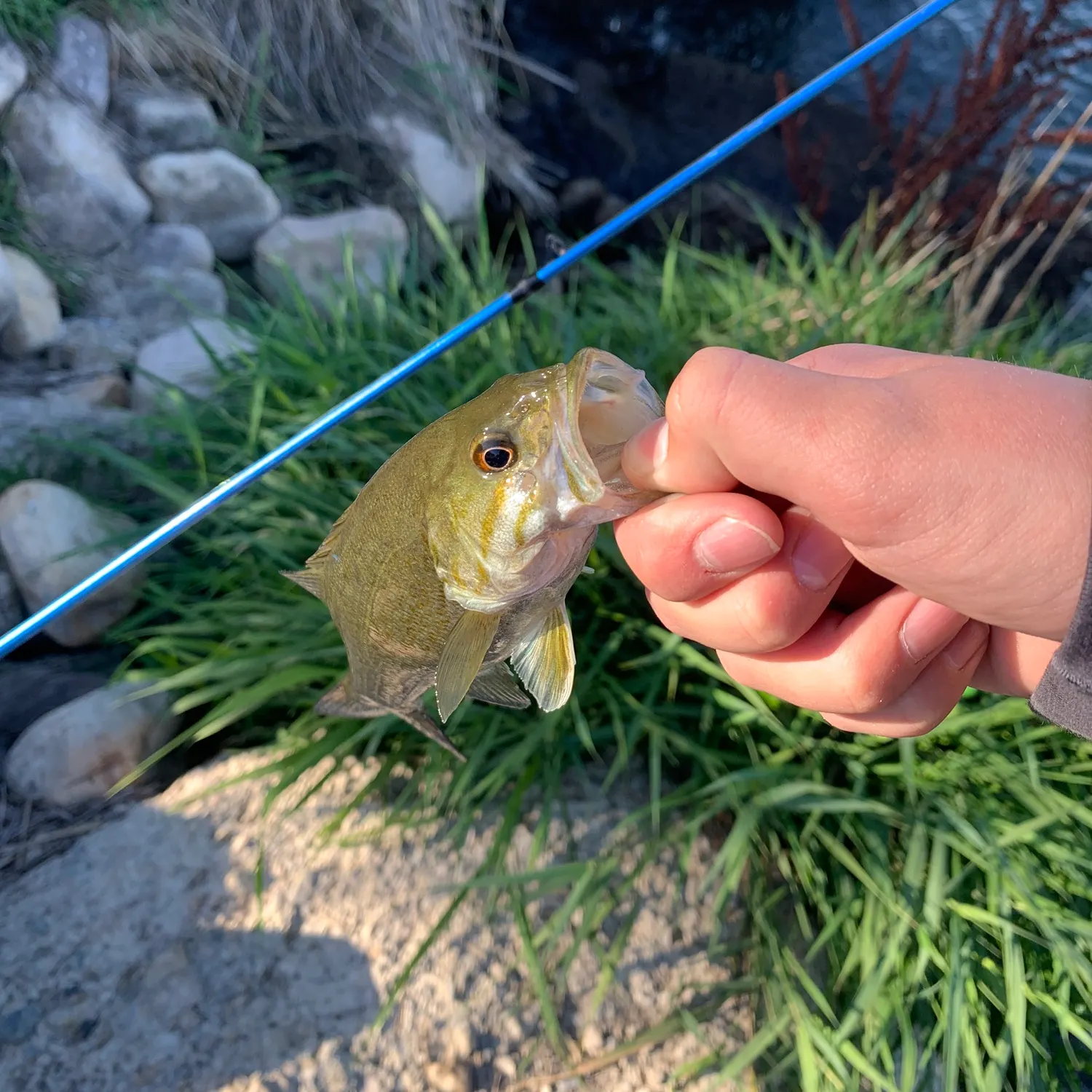 Smallmouth bass caught on Fishbrain